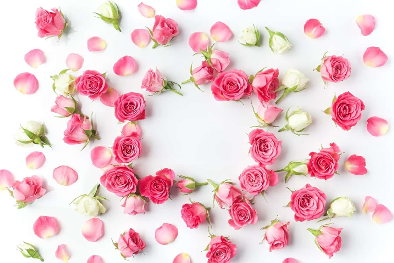 Rose Petal 桌布 壁紙 — 粉紅色和白色的玫瑰及花瓣在潔白背景上藝術性地排列成心形。