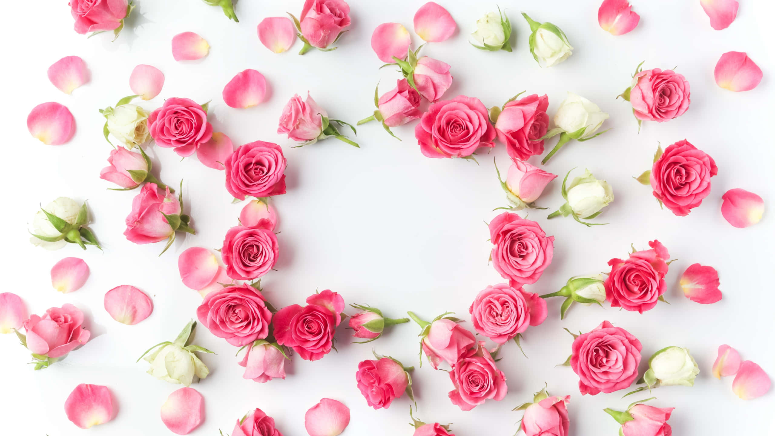 Flowers Aesthetic 桌布 壁紙 — 粉紅色和白色的玫瑰和花瓣在乾淨的白色背景上排列成心形。