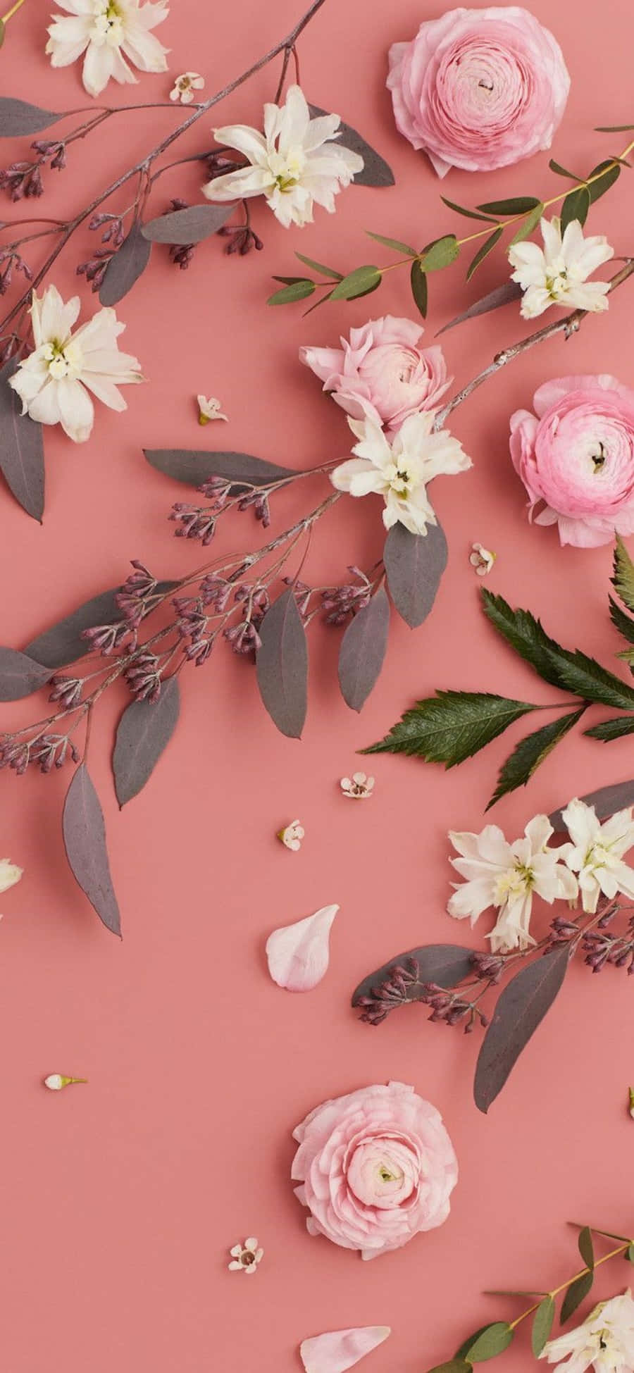 Pink And White Aesthetic 桌布 壁紙 — 粉紅色和白色的花朵，帶有綠色和灰色的葉子，散落在柔和的珊瑚色背景上。