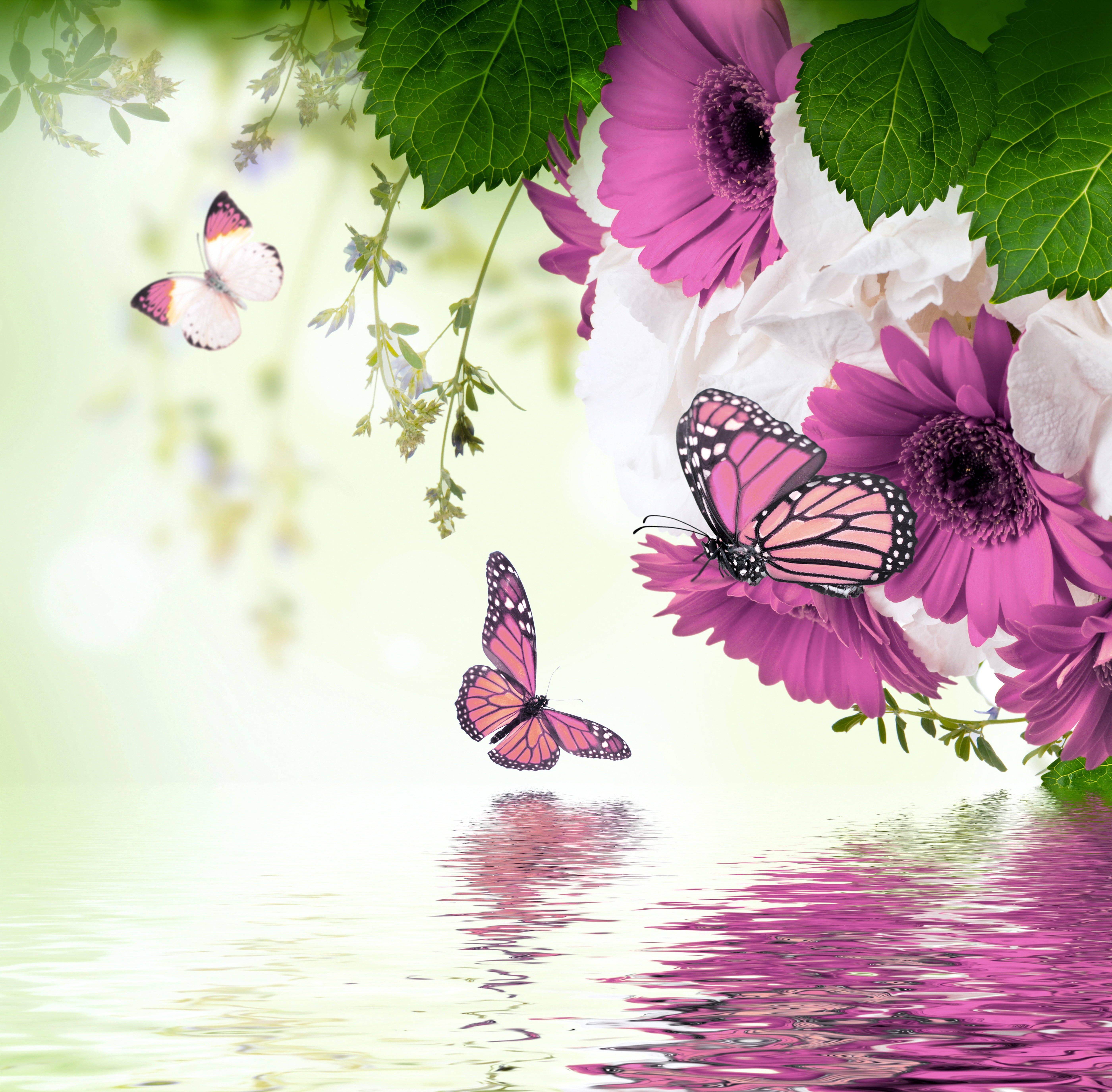 Beautiful Butterfly 桌布 壁紙 — 粉紅色和白色的花朵，綠葉和蝴蝶在平靜的水面上盤旋，映照出它們鮮豔的色彩。