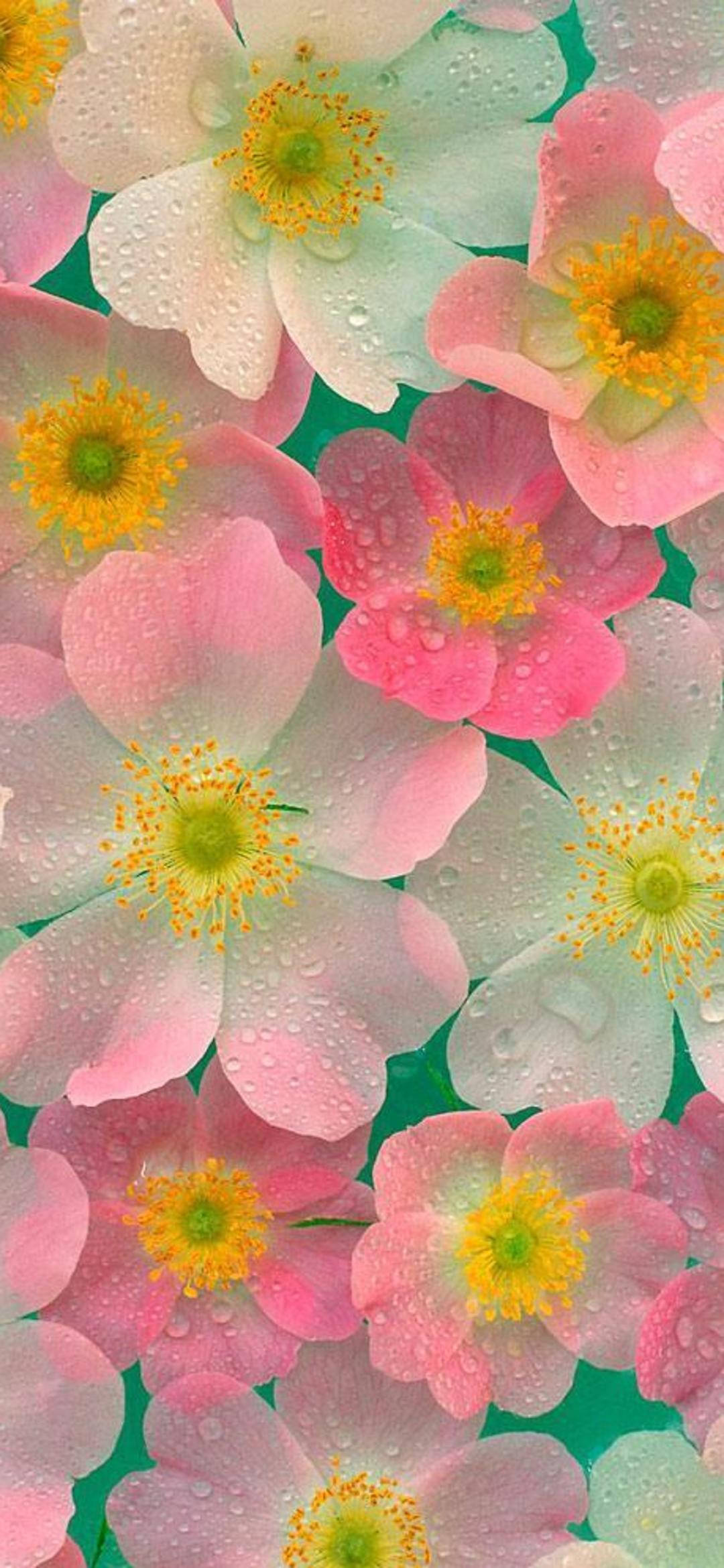 flower android 桌布 壁紙 — 粉紅色和白色的花朵，黃色花心，在充滿活力的綠色背景下閃爍著露珠。