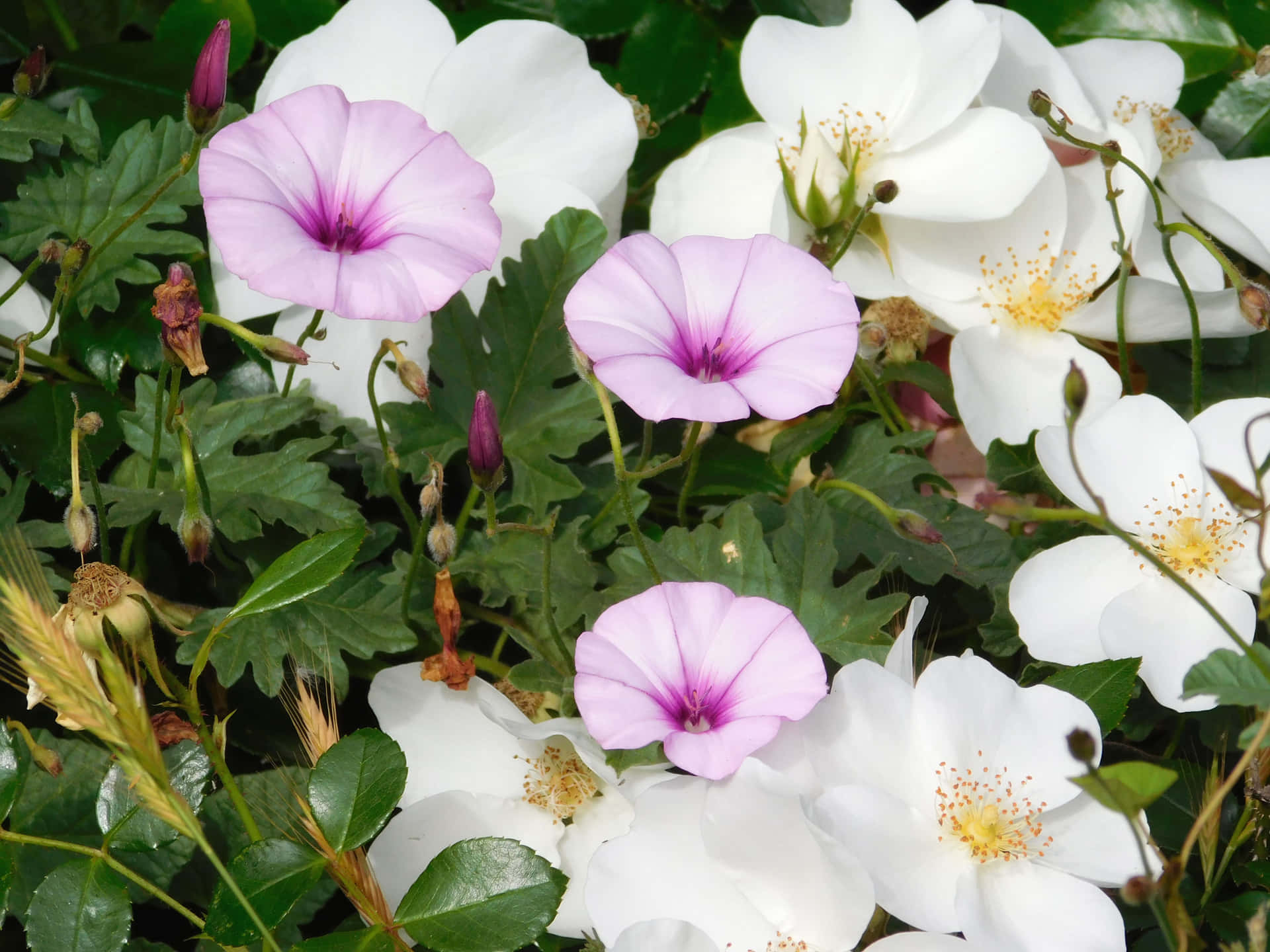 Flowers outdoors in the garden 壁紙 — 粉紅色和白色的花朵帶有黃色花心，在茂密的綠葉中盛開，呈現出充滿活力的花園特寫。