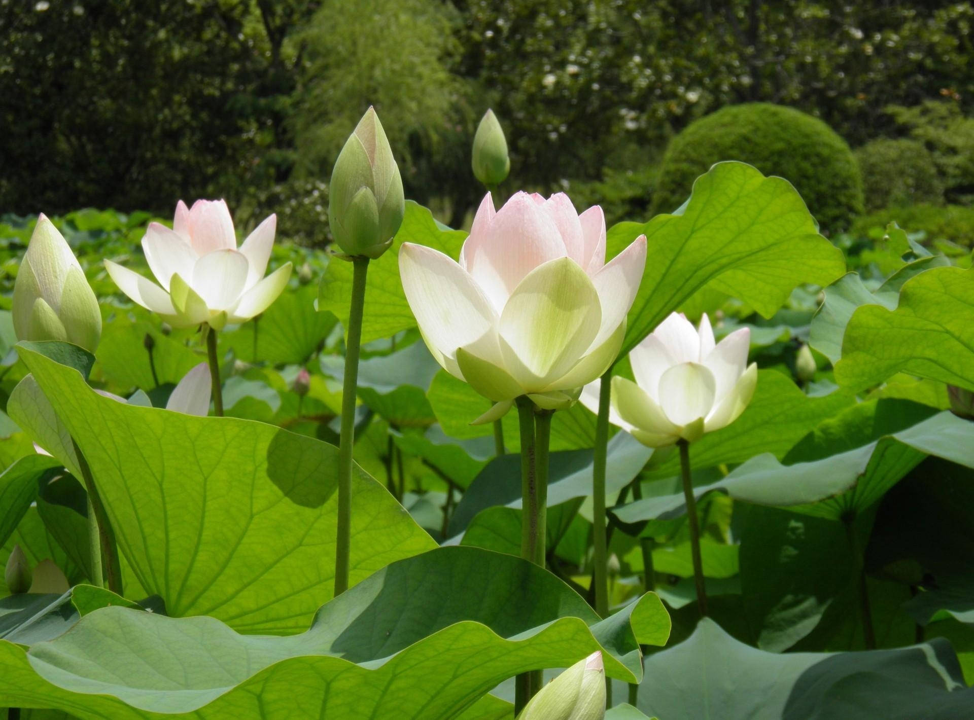 花 桌布 壁紙 — 粉紅色和白色的蓮花在茂密花園的大片綠葉中優雅地綻放。