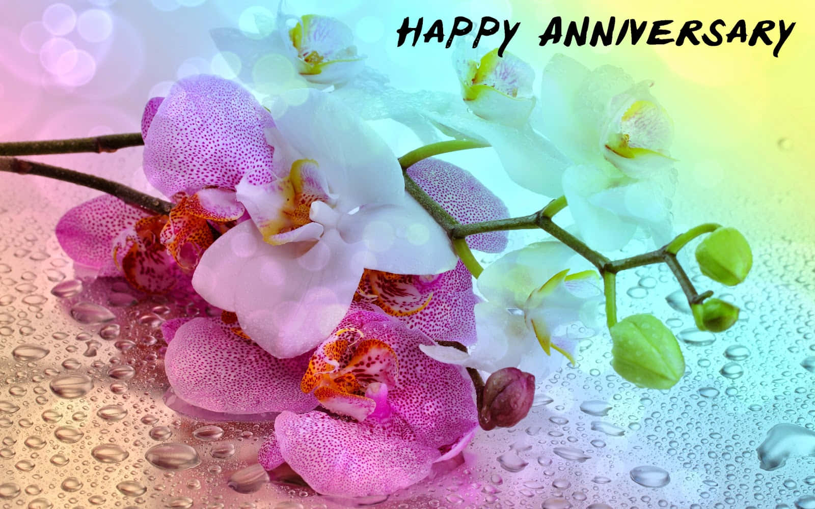 Anniversary 桌布 壁紙 — 粉紅色和白色的蘭花帶有露珠，放在玻璃表面上，在彩虹漸變燈光下，帶有「HAPPY ANNIVERSARY」文字。