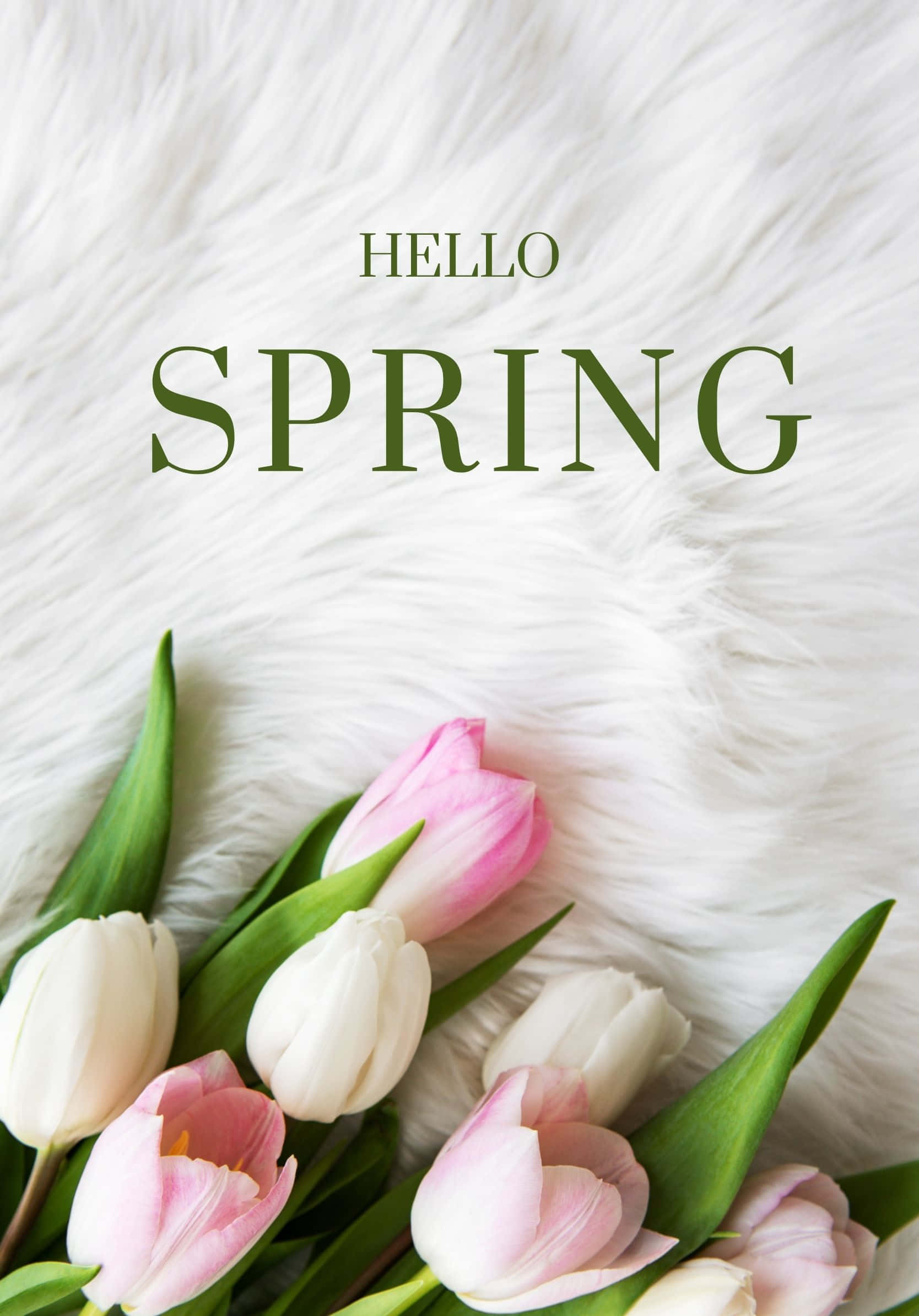Best Spring 桌布 壁紙 — 粉紅色和白色的鬱金香放在毛茸茸的白色表面上，上方有粗體綠色 'HELLO SPRING' 文字。