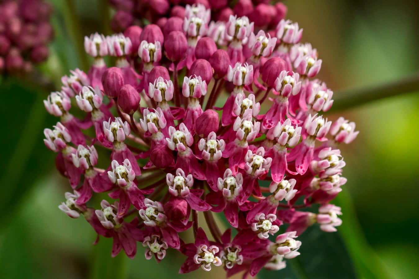 Milkweed 桌布 壁紙 — 粉紅色和白色馬利筋花的特寫，密集簇生，背景中的綠色葉子柔和模糊。