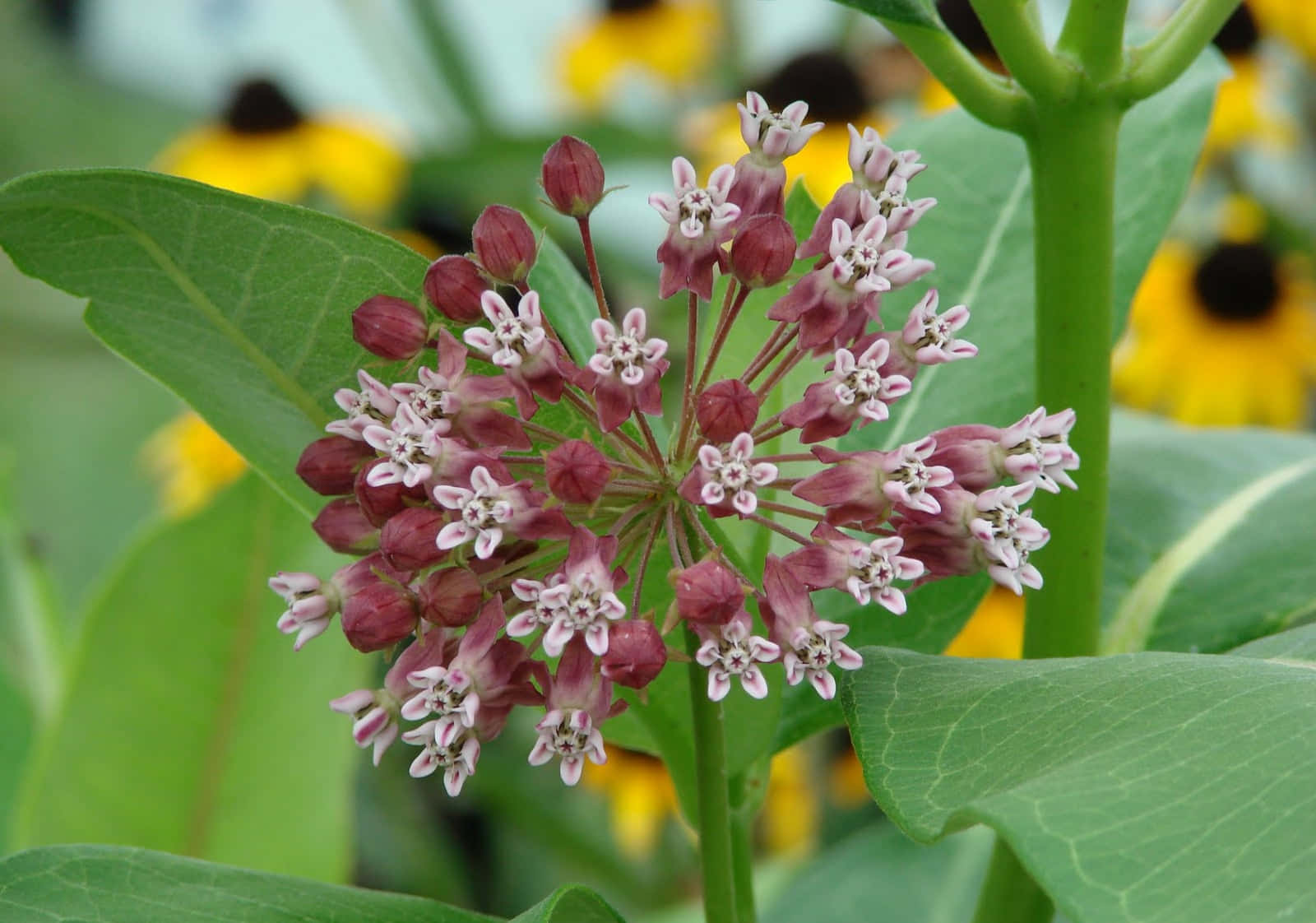 Milkweed 桌布 壁紙 — 粉紅色和白色馬利筋花簇的特寫，被綠葉包圍，背景有模糊的黃色黑眼蘇珊花。