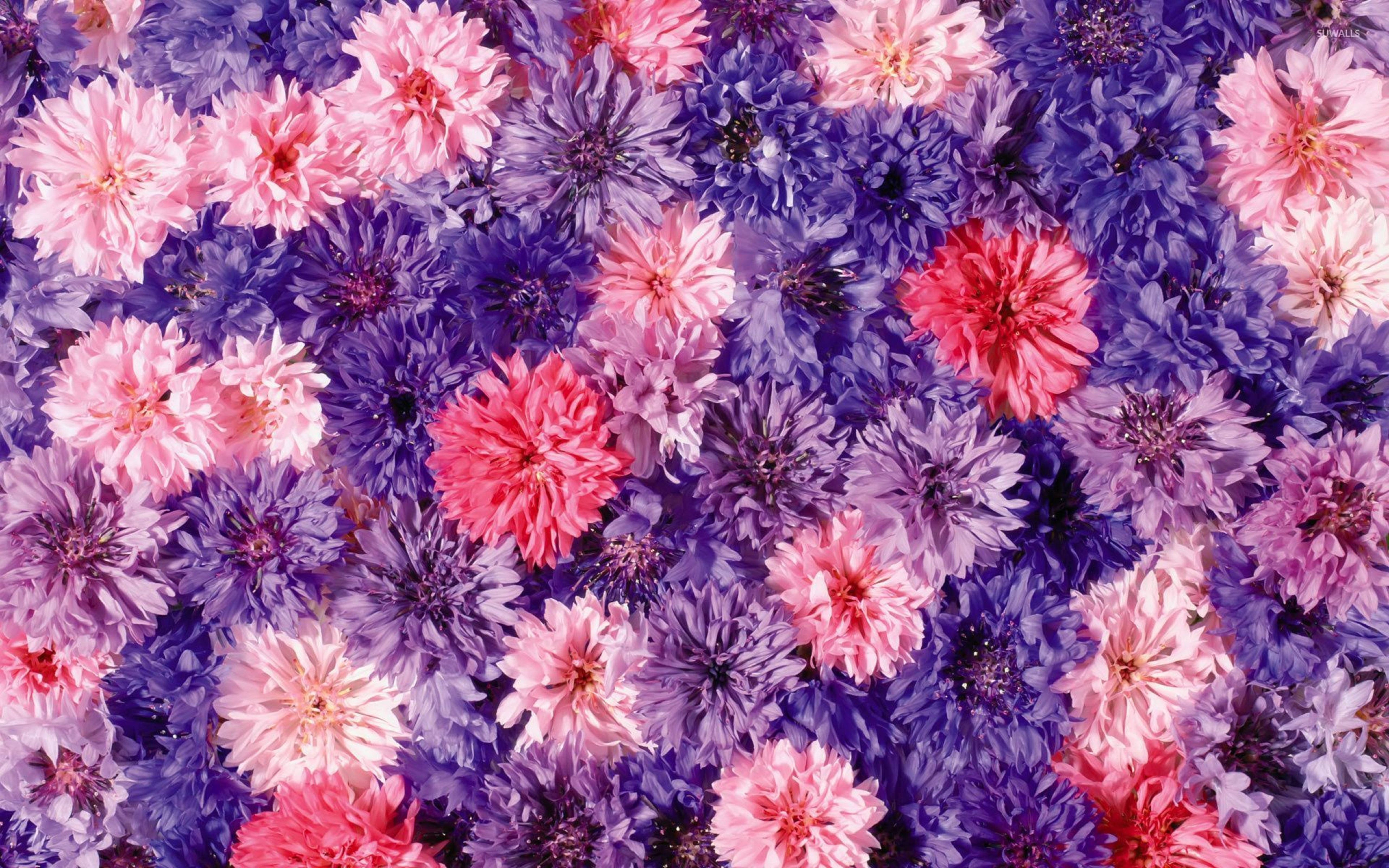 Chrysanthemum 桌布 壁紙 — 粉紅色和紫色花朵緊密排列成色彩繽紛的花卉圖案的鮮明特寫。