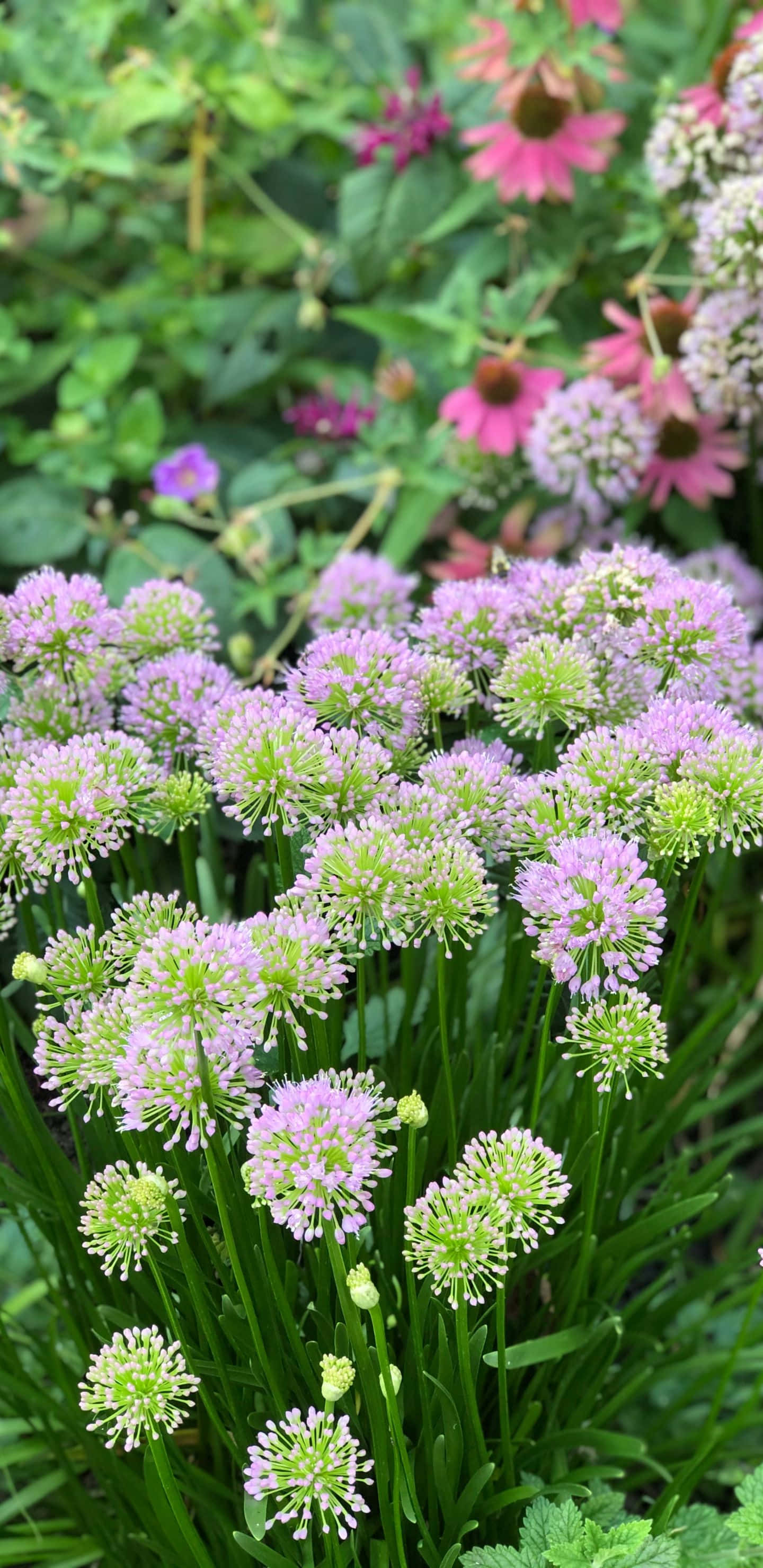 1440x2960 桌布 壁紙 — 粉紅色和綠色球形花朵在茂密花園中盛開的特寫，背景花朵柔和模糊。