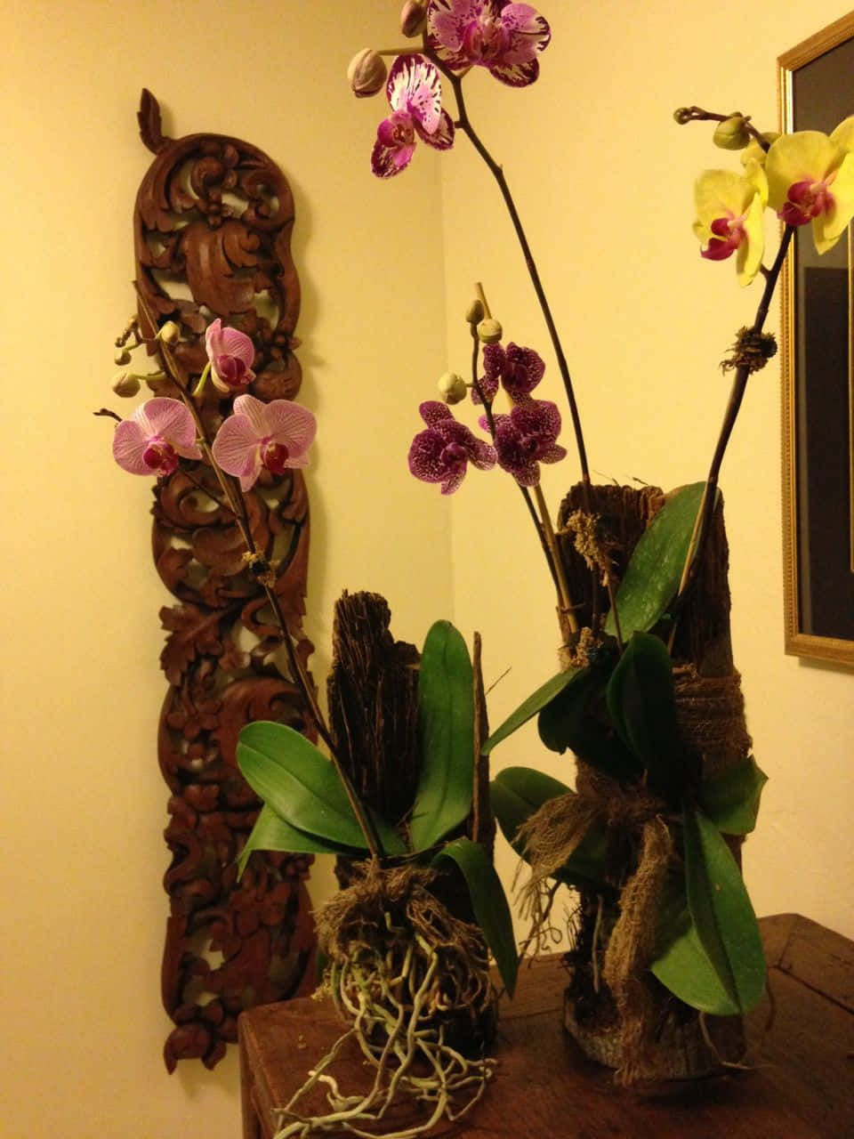 Orchid Flower 桌布 壁紙 — 粉紅色和黃色的蘭花在溫暖照明的房間裡，在質樸的木製支架中優雅地綻放，旁邊是雕刻的木製牆板。