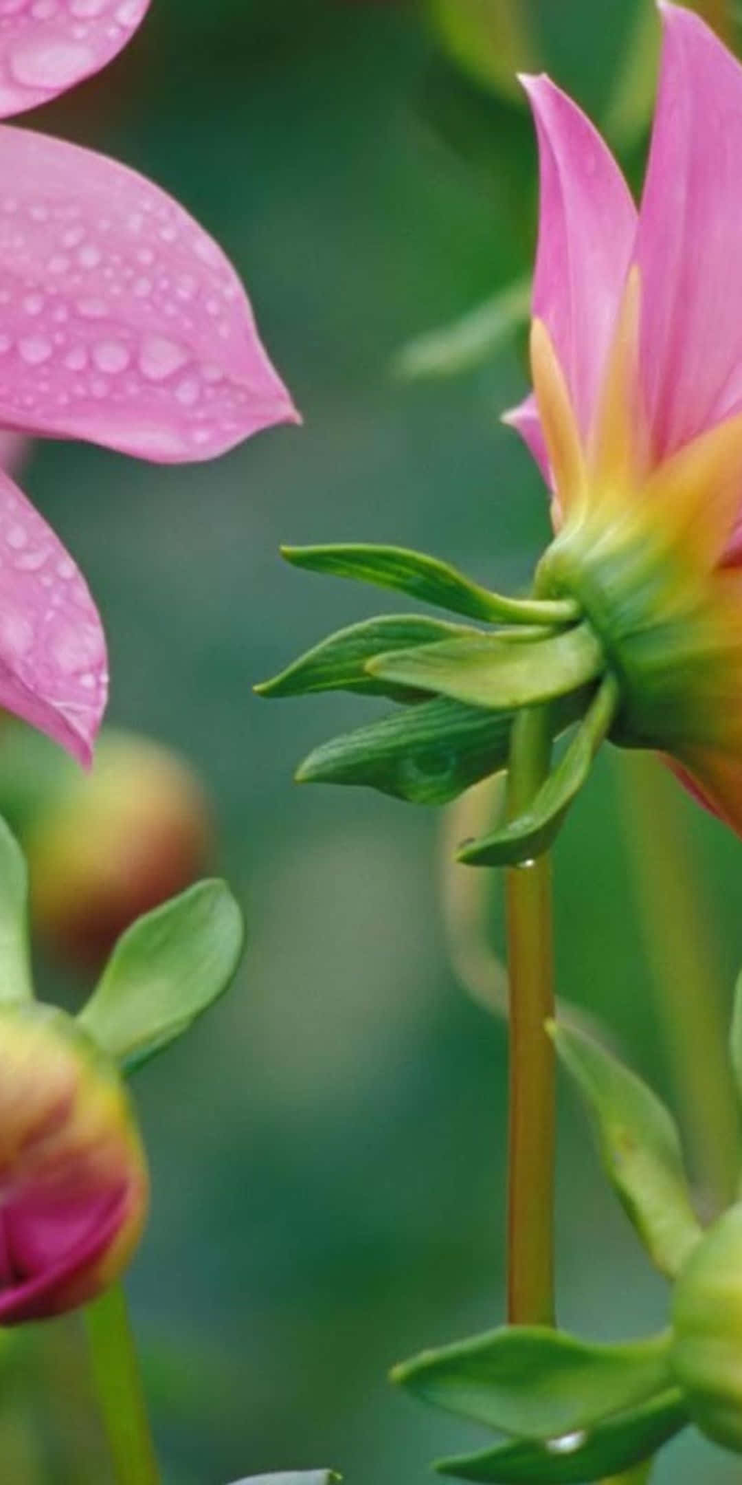 Flowers 桌布 壁紙 — 粉紅色大理花花瓣在柔和的綠色模糊背景上閃爍著露珠。