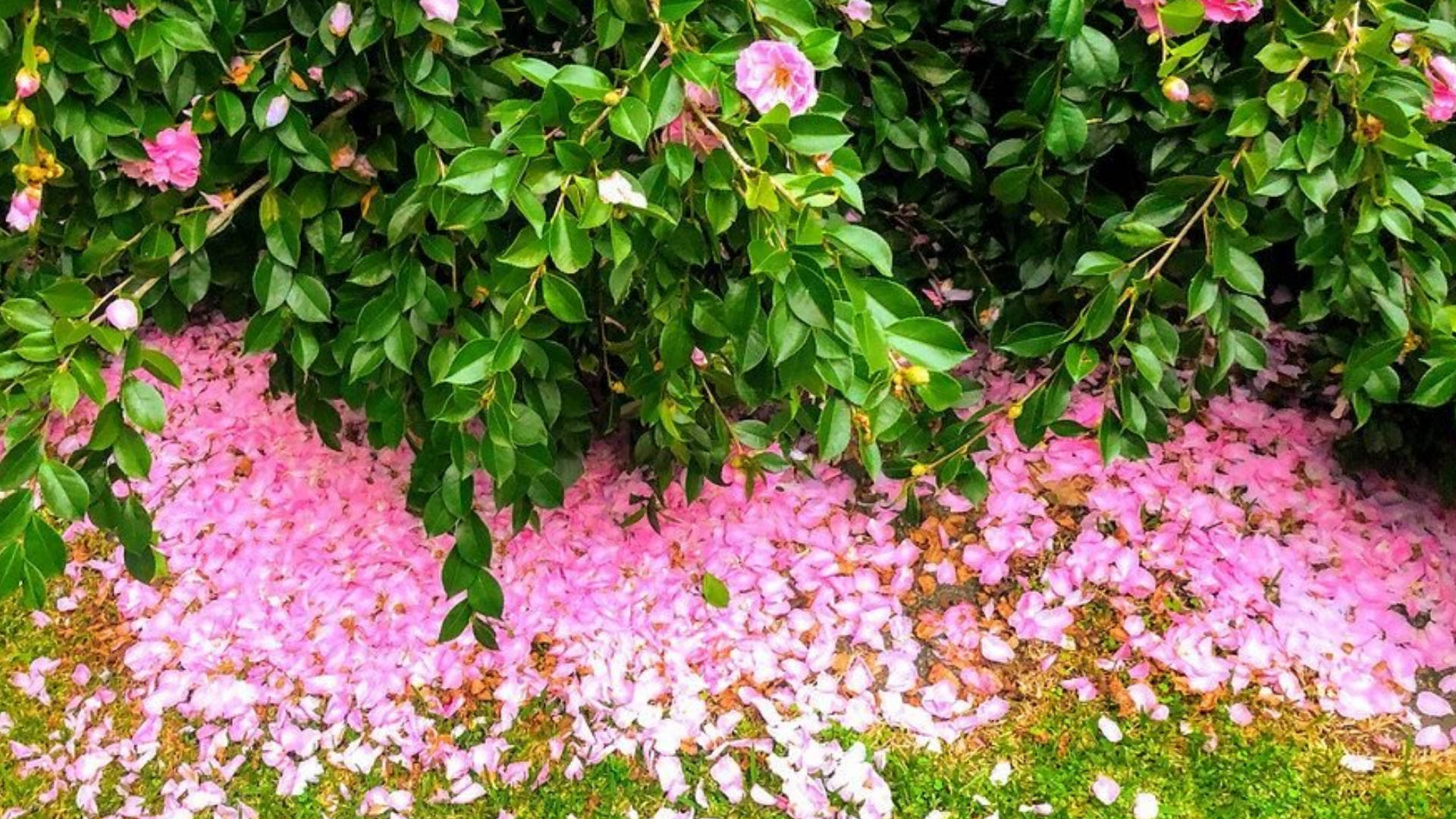 Camellia 桌布 壁紙 — 粉紅色山茶花花瓣覆蓋著茂密綠色灌木下開滿花朵的草地。