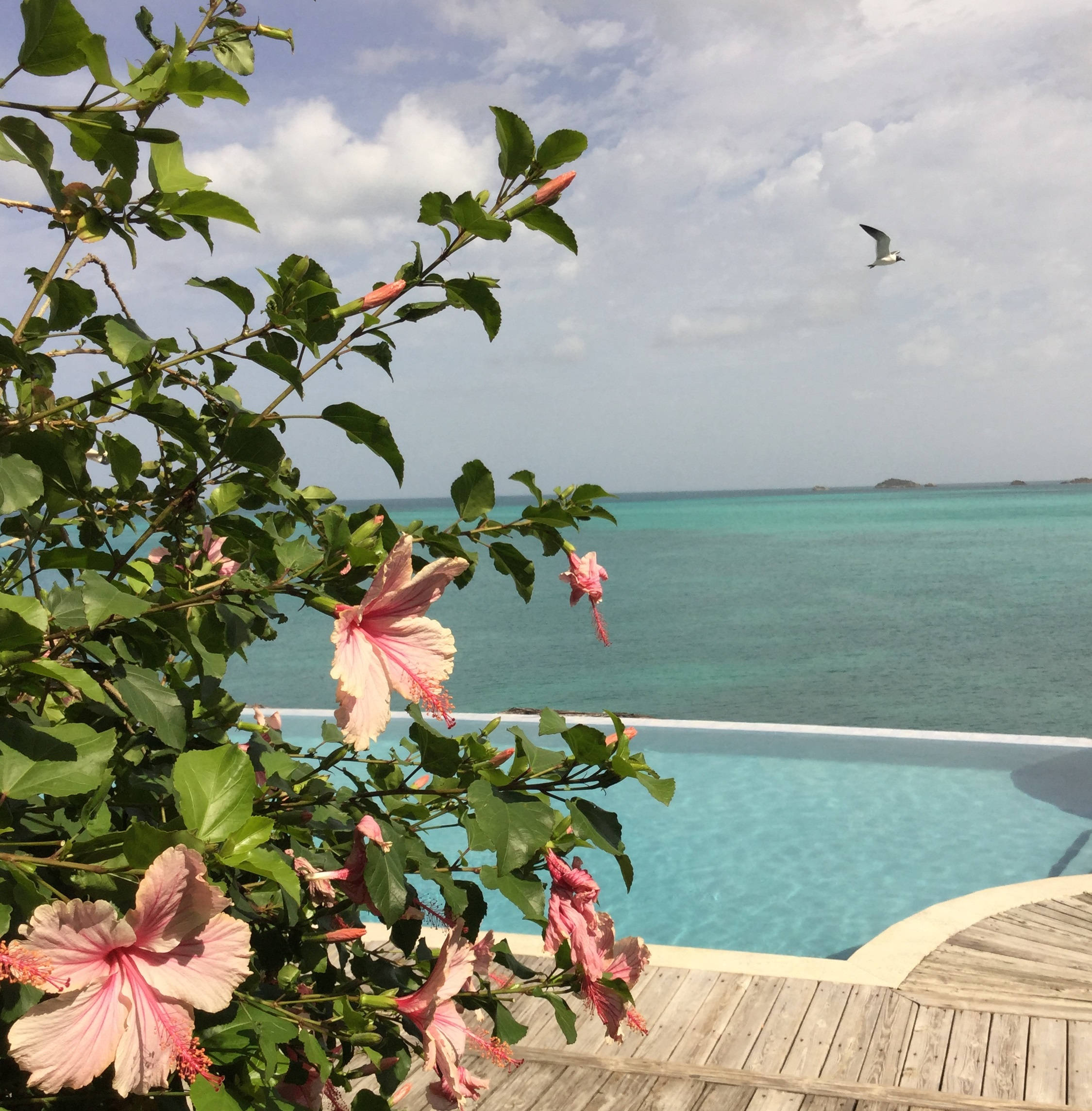 Antigua And Barbuda 桌布 壁紙 — 粉紅色木槿花環繞著一個木製甲板，俯瞰著一個與海洋融為一體的綠松石色無邊際泳池，天空多雲，有海鷗飛翔。