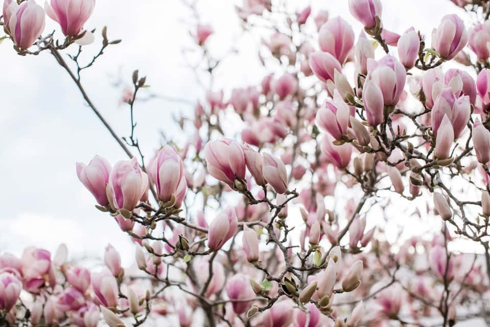Tulip Tree 桌布 壁紙 — 粉紅色木蘭花在光禿禿的樹枝上密集盛開，背景是柔和的多雲天空。