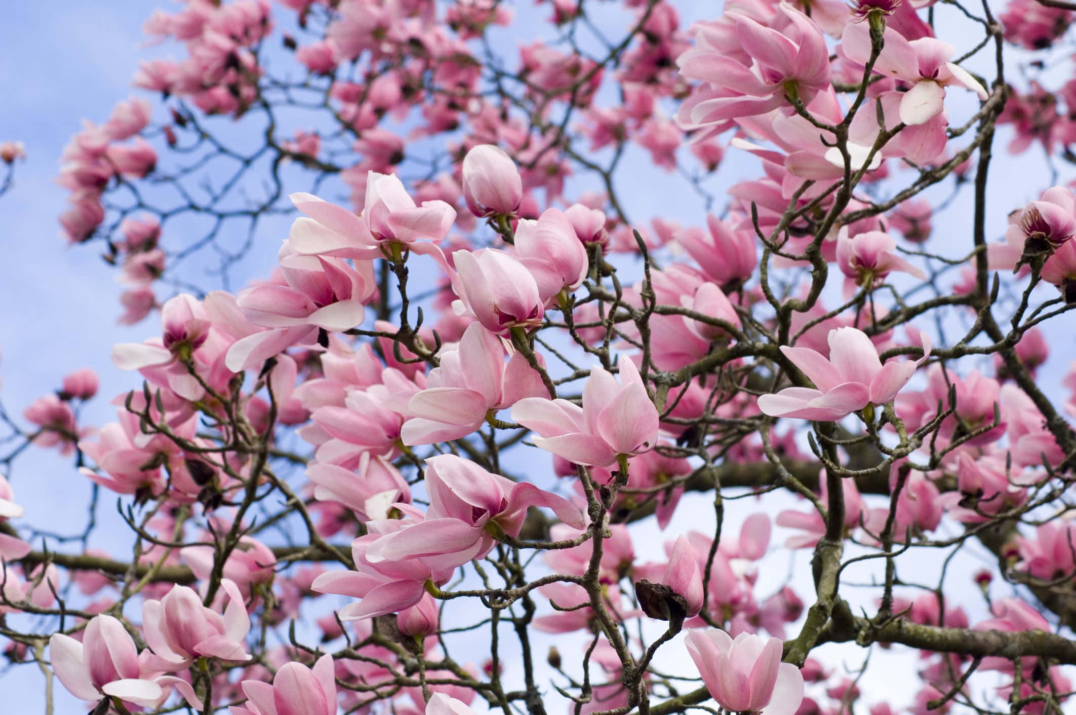 Magnolia 桌布 壁紙 — 粉紅色木蘭花在光禿禿的樹枝上密集綻放，襯著清澈的藍天。