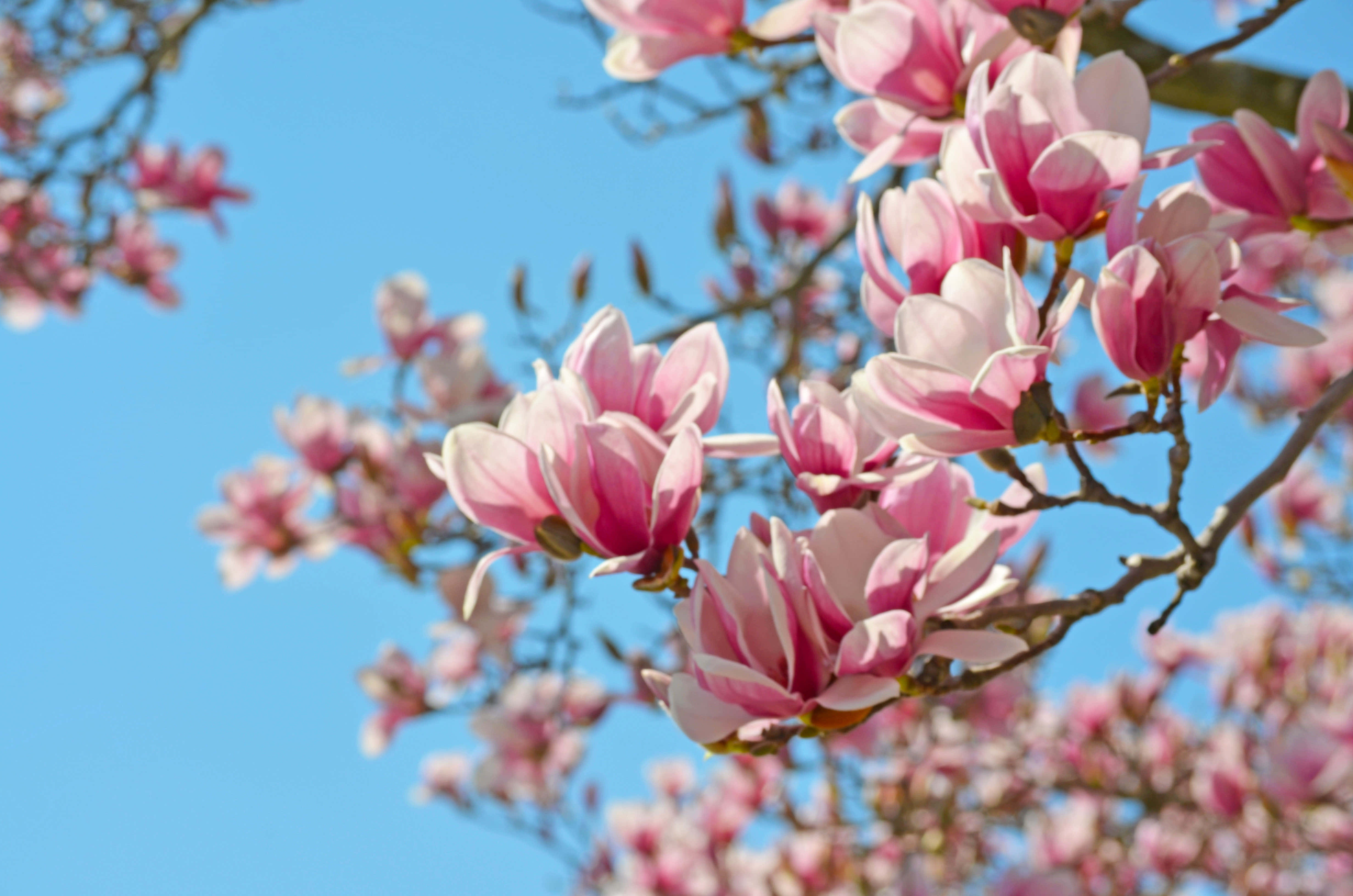 Magnolia 桌布 壁紙 — 粉紅色木蘭花在晴朗的藍天下，在陽光明媚的春天場景中鮮豔綻放。