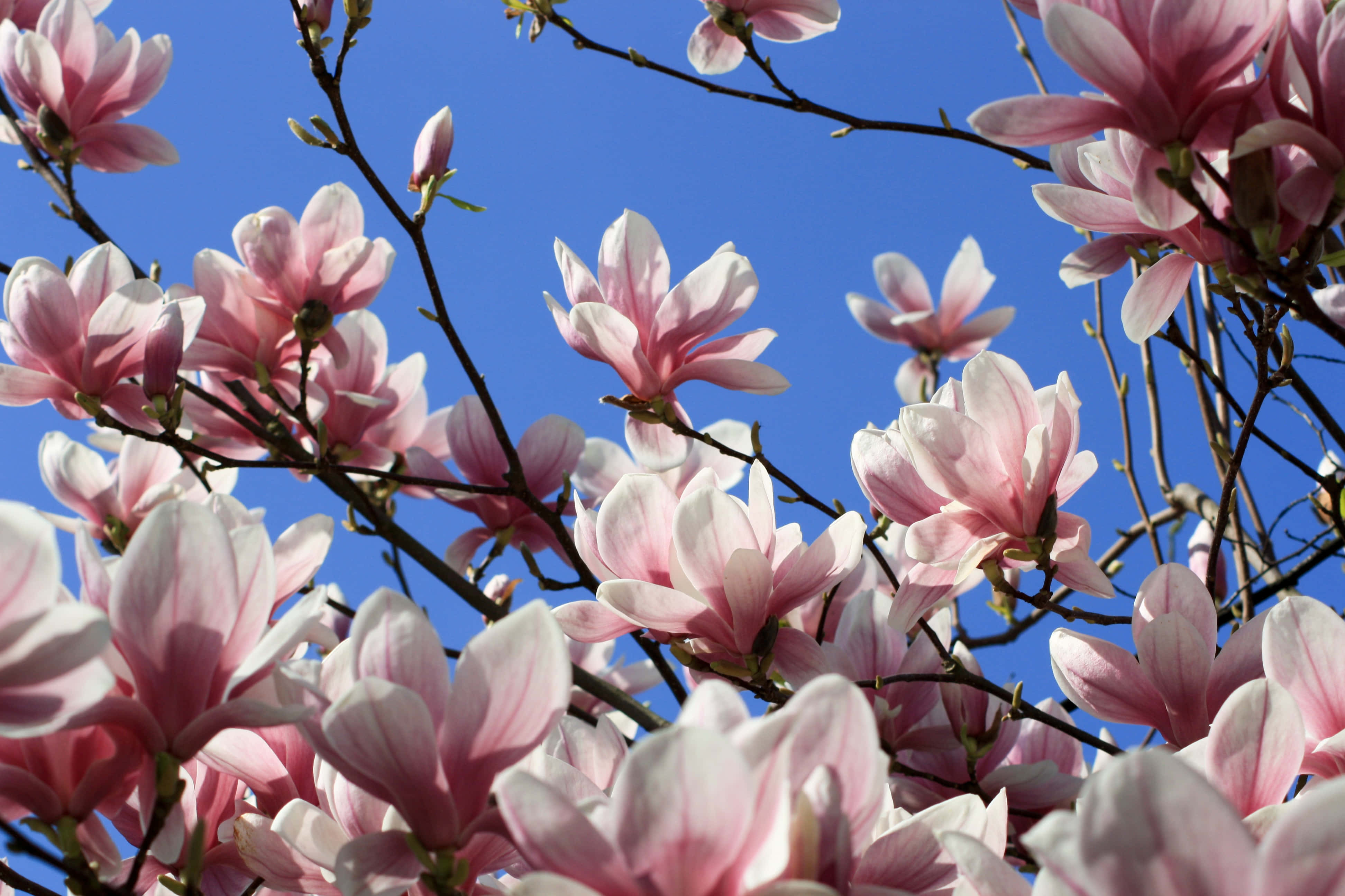 Magnolia 桌布 壁紙 — 粉紅色木蘭花在晴朗的藍天下，於陽光明媚的春日場景中盛開。