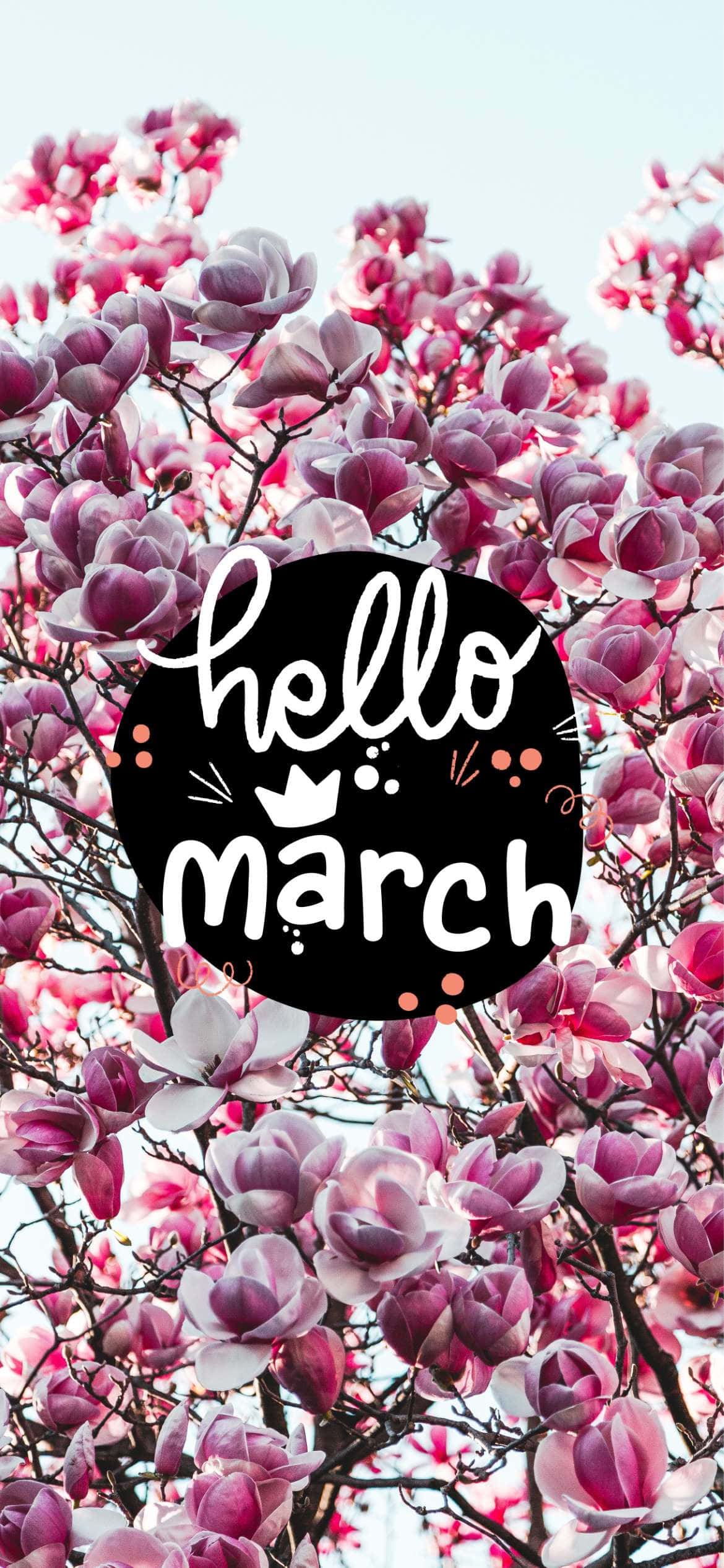 Hello March 桌布 壁紙 — 粉紅色木蘭花在柔和的藍天下密集盛開，黑色圓形圖案寫著「你好三月」。