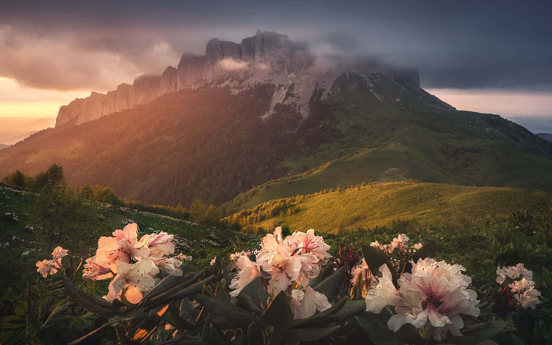 Beautiful Nature 桌布 壁紙 — 粉紅色杜鵑花在前景盛開，金色夕陽照亮霧氣籠罩的山脈。