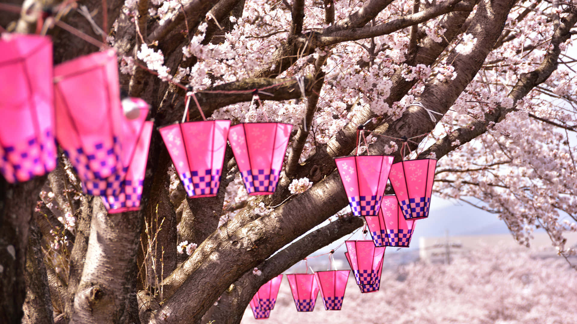 Cherry Blossom Tree Anime 桌布 壁紙 — 粉紅色格子燈籠掛在盛開的櫻花樹下，在明亮的日光中。