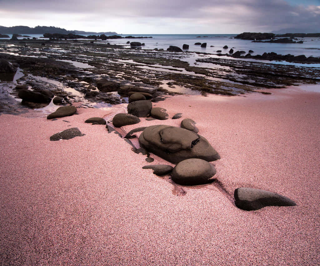 Pink Sand Beach 桌布 壁紙 — 粉紅色沙灘，散落著光滑的岩石，平靜的海洋在陰天之下。