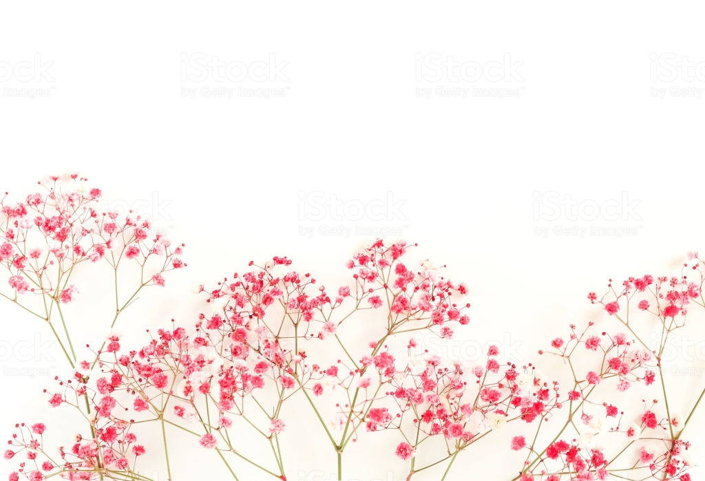 Minimalist Flower Computer 桌布 壁紙 — 粉紅色滿天星花朵沿著底部邊緣聚集在乾淨的白色背景上。