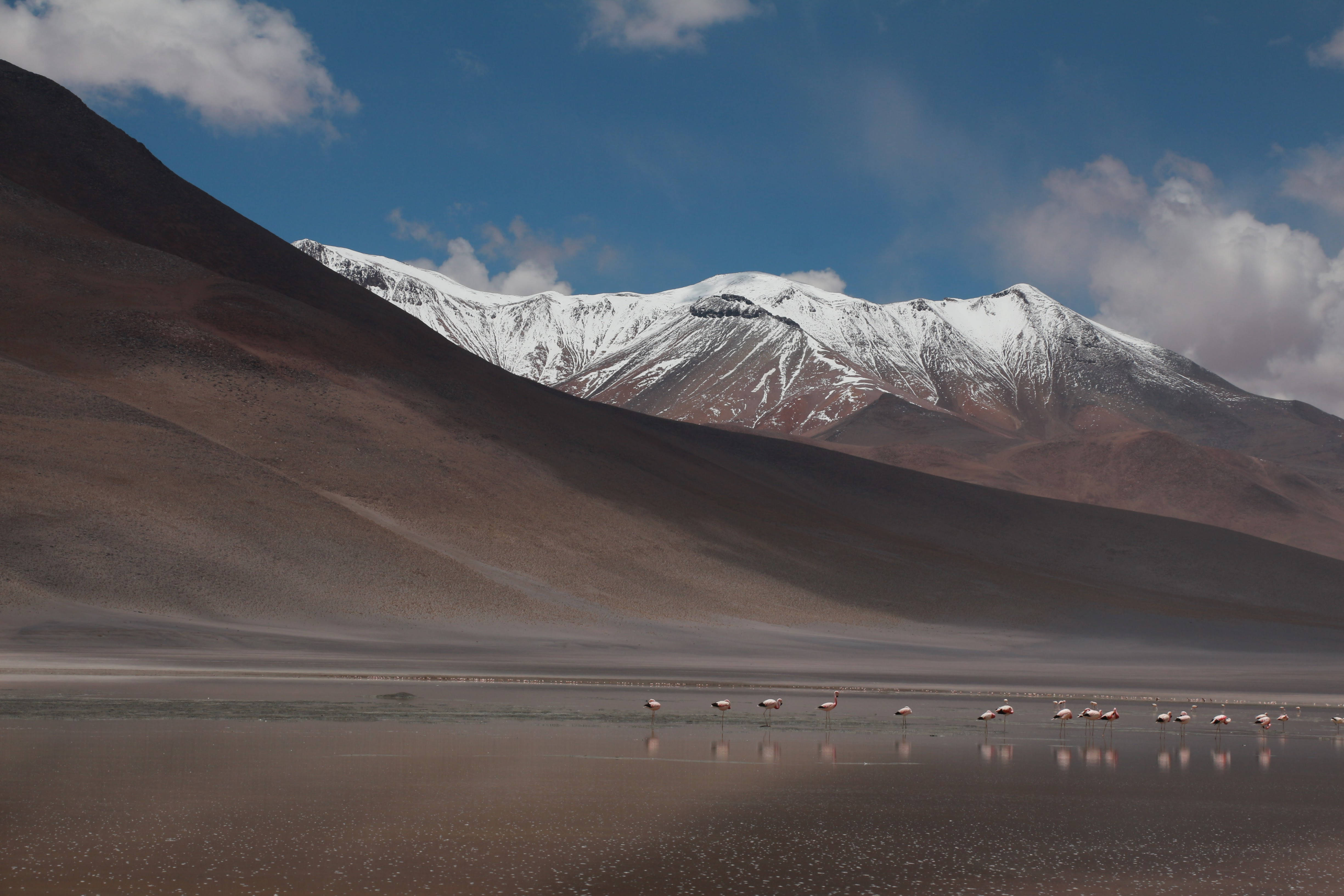 Bolivia 桌布 壁紙 — 粉紅色火烈鳥在淺水中涉水，背景是白雪覆蓋的山脈，天空湛藍，雲朵稀疏。