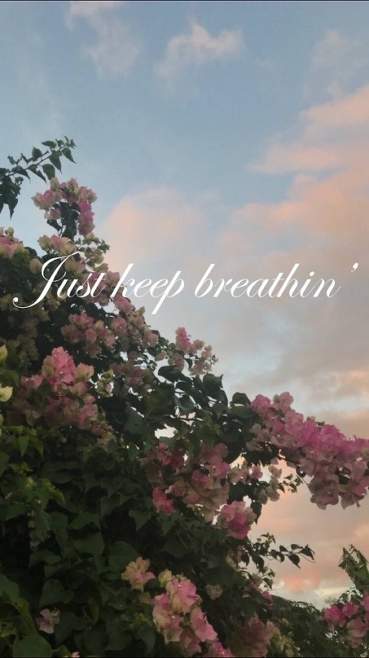 Breathing 桌布 壁紙 — 粉紅色的九重葛花朵在柔和粉彩的日落天空、縷縷雲彩和勵志文字襯托下傾瀉而下。
