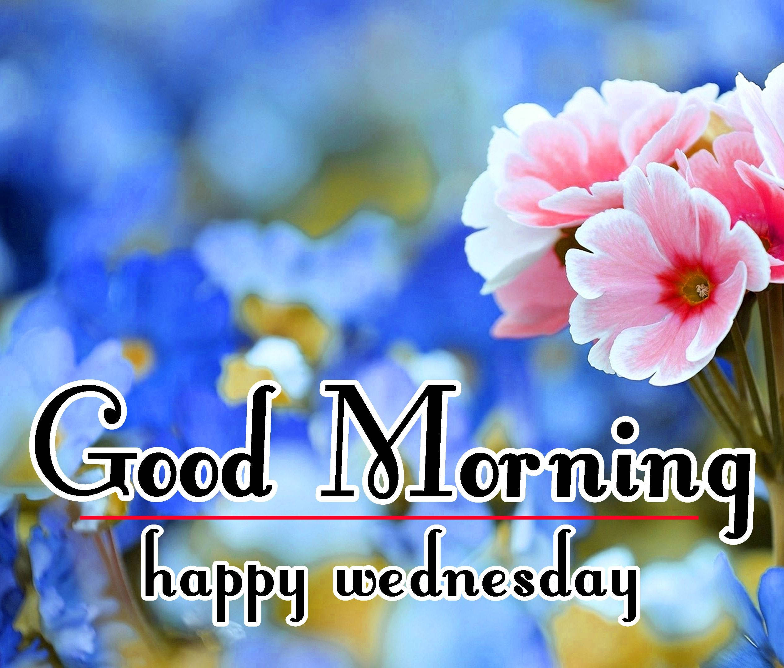 happy wednesday 桌布 壁紙 — 粉紅色的報春花在柔和的藍色花卉模糊背景下盛開，並帶有「早安，快樂星期三」的文字疊加。