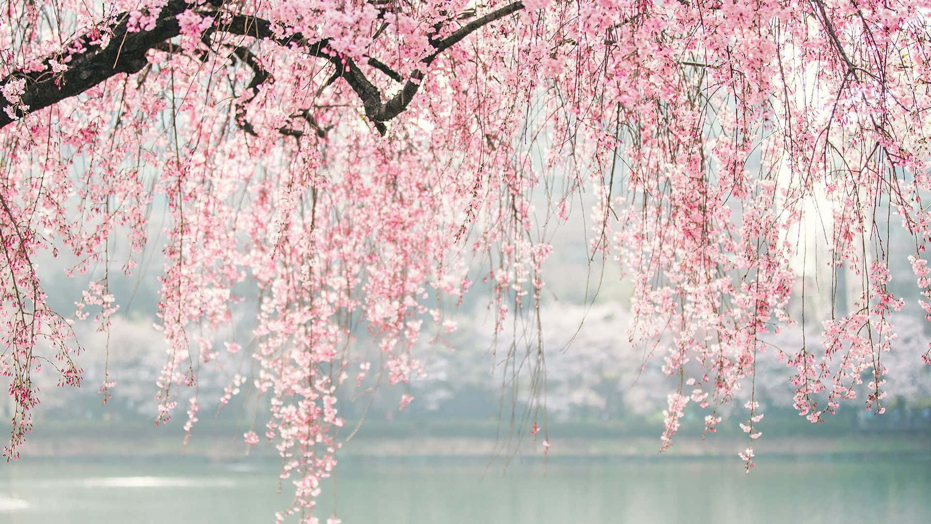 Sakura 桌布 壁紙 — 粉紅色的櫻花優雅地垂落在平靜的湖面上，背景是柔和模糊的樹木。