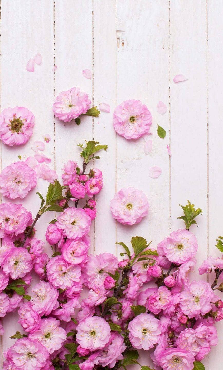 Pink Rose iPhone 桌布 壁紙 — 粉紅色的櫻花和花瓣在白色木質表面上層疊，形成柔和的春天佈置。