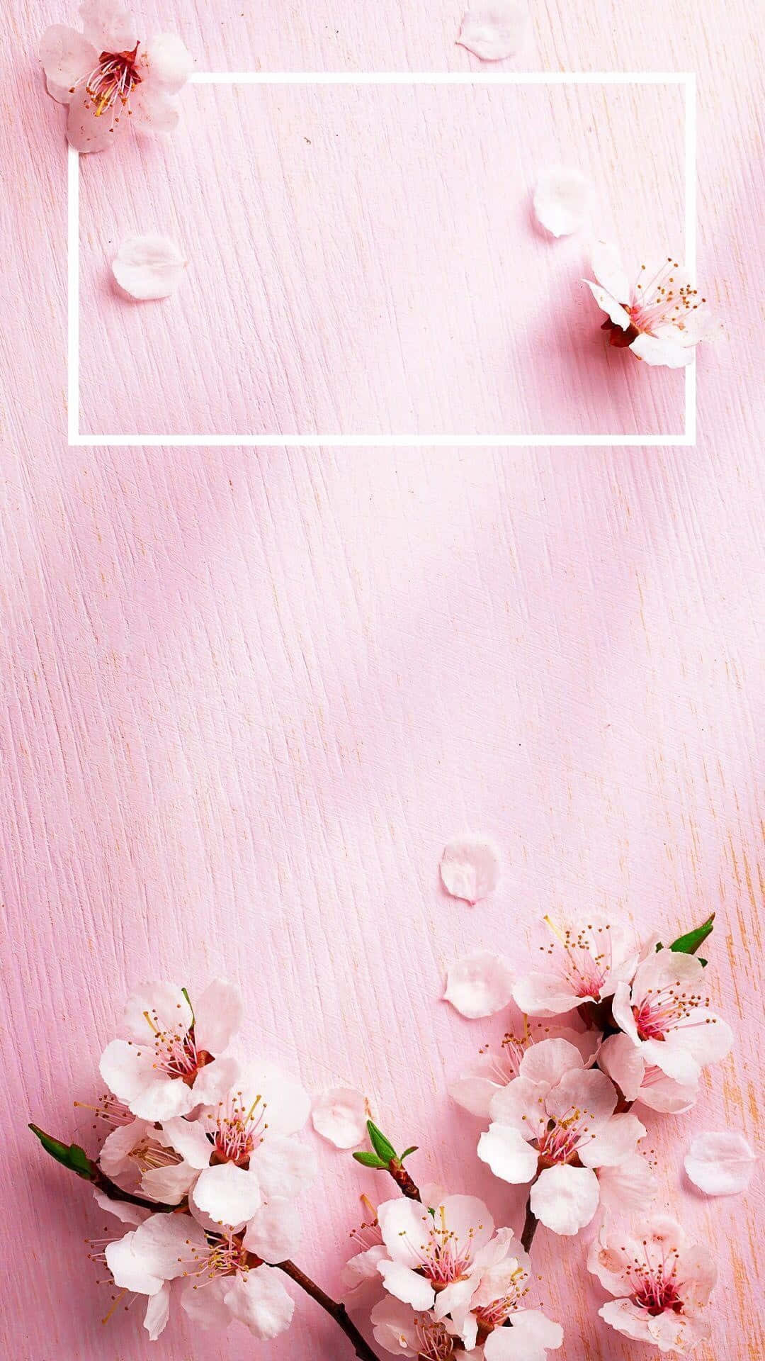 Aesthetic Rose 桌布 壁紙 — 粉紅色的櫻花和花瓣放在一個柔軟的粉紅色木質表面上，帶有白色長方形框架。