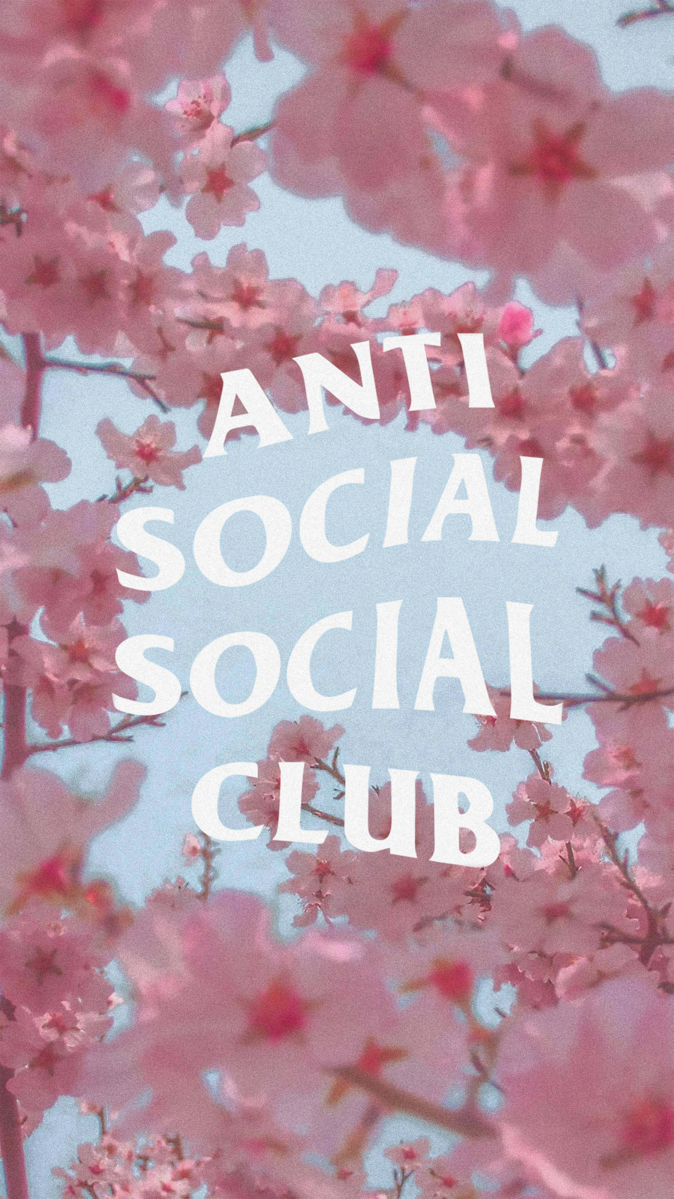 Typography 桌布 壁紙 — 粉紅色的櫻花圍繞著粗體白色文字「ANTI SOCIAL SOCIAL CLUB」，背景是柔和的藍天。