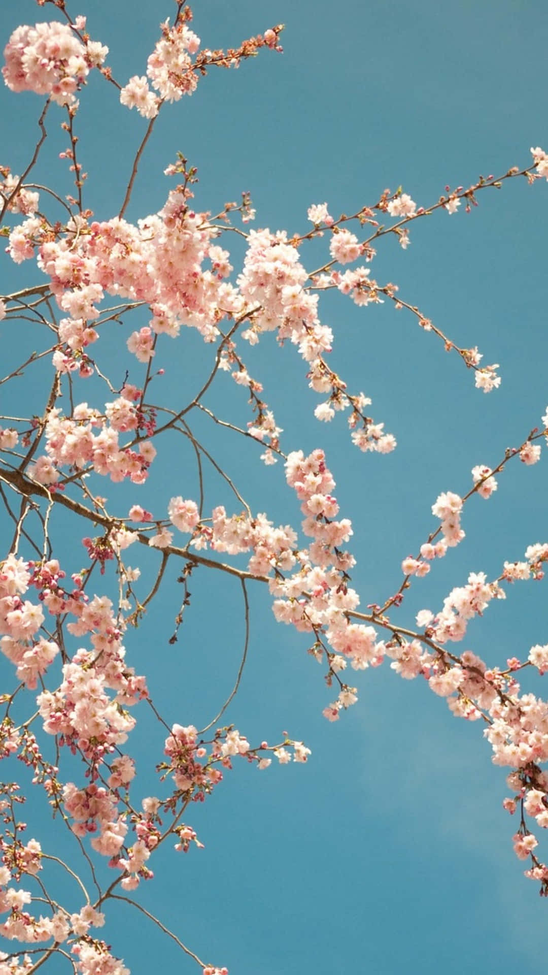 Spring iPhone 桌布 壁紙 — 粉紅色的櫻花在光禿禿的樹枝上密集盛開，映襯著清澈的藍天。