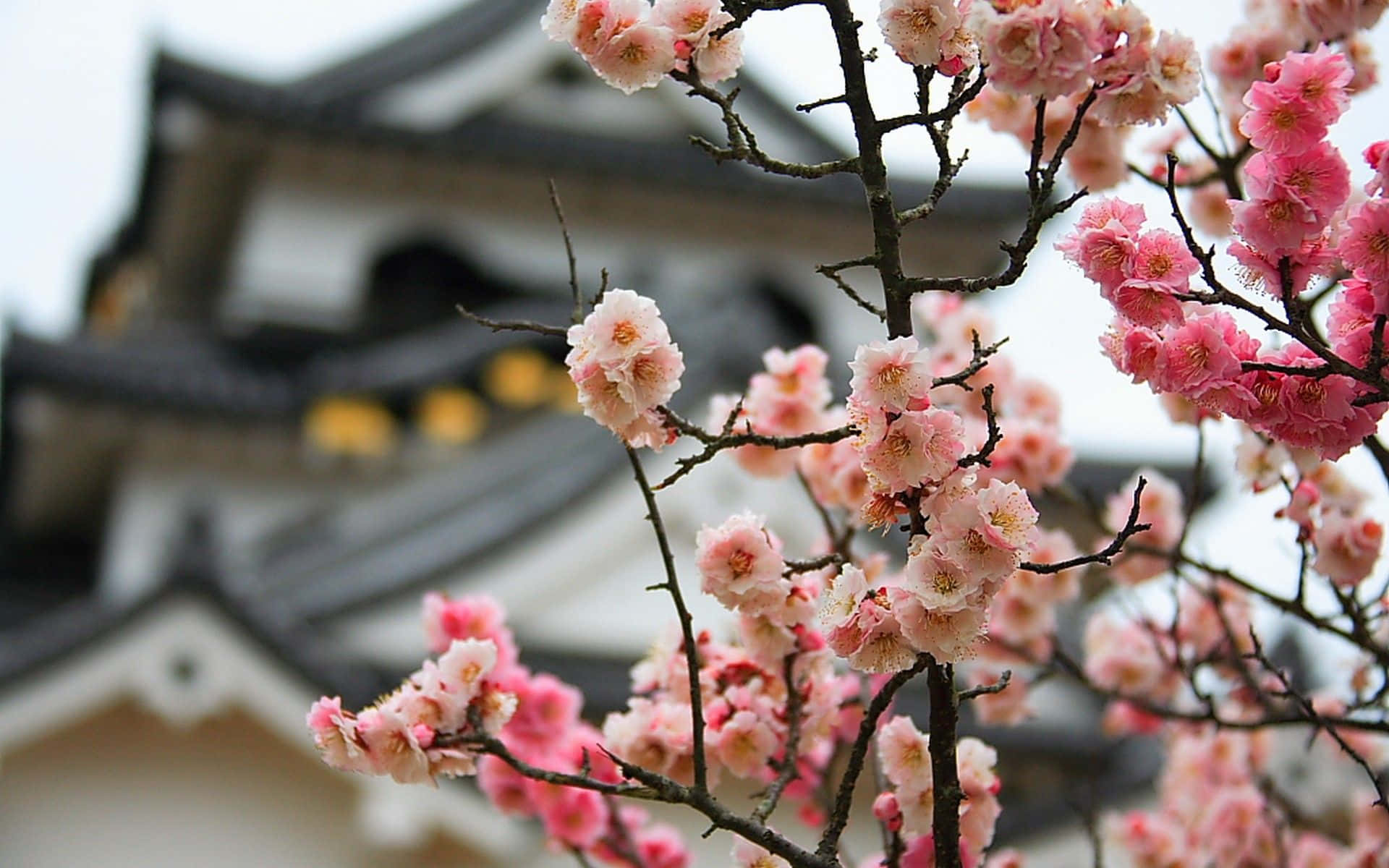 Cherry Blossoms 桌布 壁紙 — 粉紅色的櫻花在光禿禿的樹枝上盛開，背景是模糊的傳統日本建築。