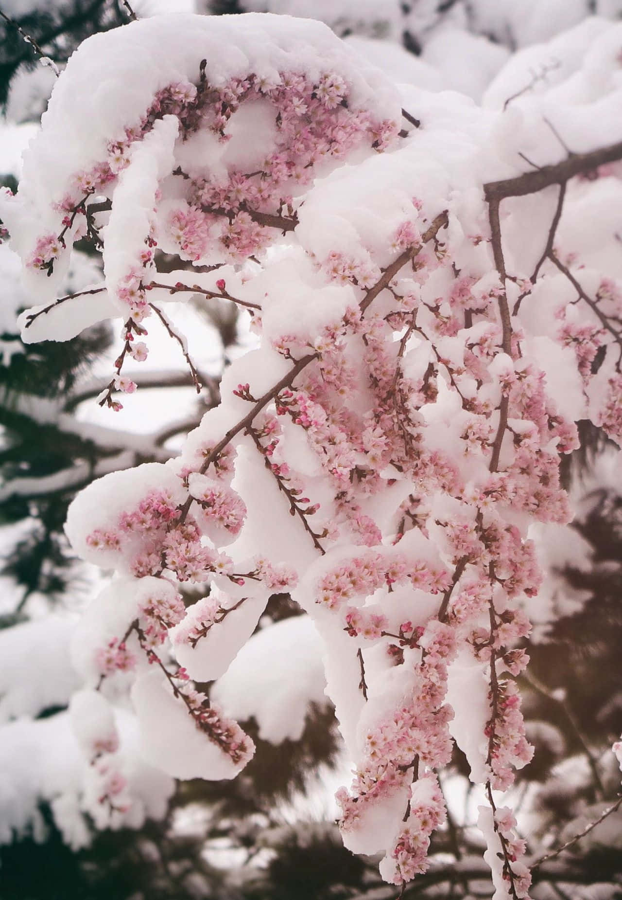 雪景 桌布 壁紙 — 粉紅色的櫻花在冬日仙境中，從光禿禿的樹枝上厚厚的積雪中探出頭來。