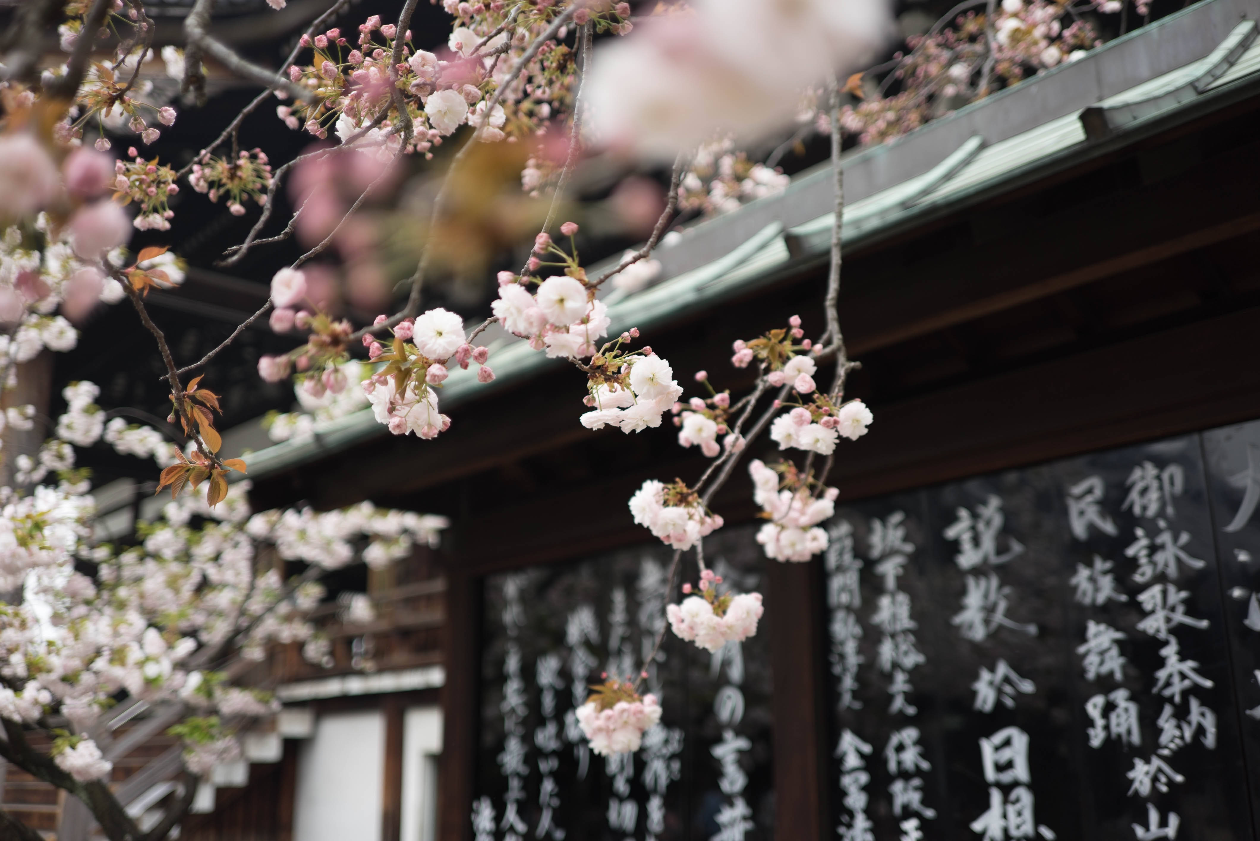 櫻花 桌布 壁紙 — 粉紅色的櫻花在刻有石碑的傳統日本神社前輕輕搖曳。