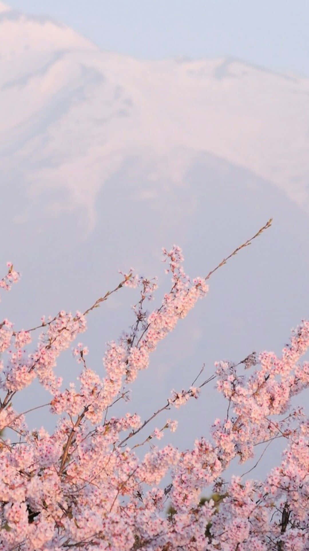 動畫 桌布 壁紙 — 粉紅色的櫻花在前景盛開，背景中一座積雪的山峰在蒼白的天空下柔和地升起。