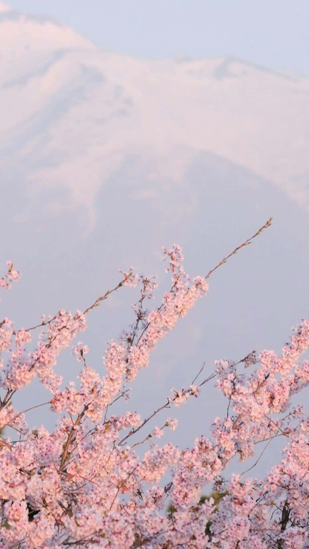 日式粉紅 桌布 壁紙 — 粉紅色的櫻花在前景盛開，背景中一座積雪的山峰在蒼白的天空下柔和地升起。