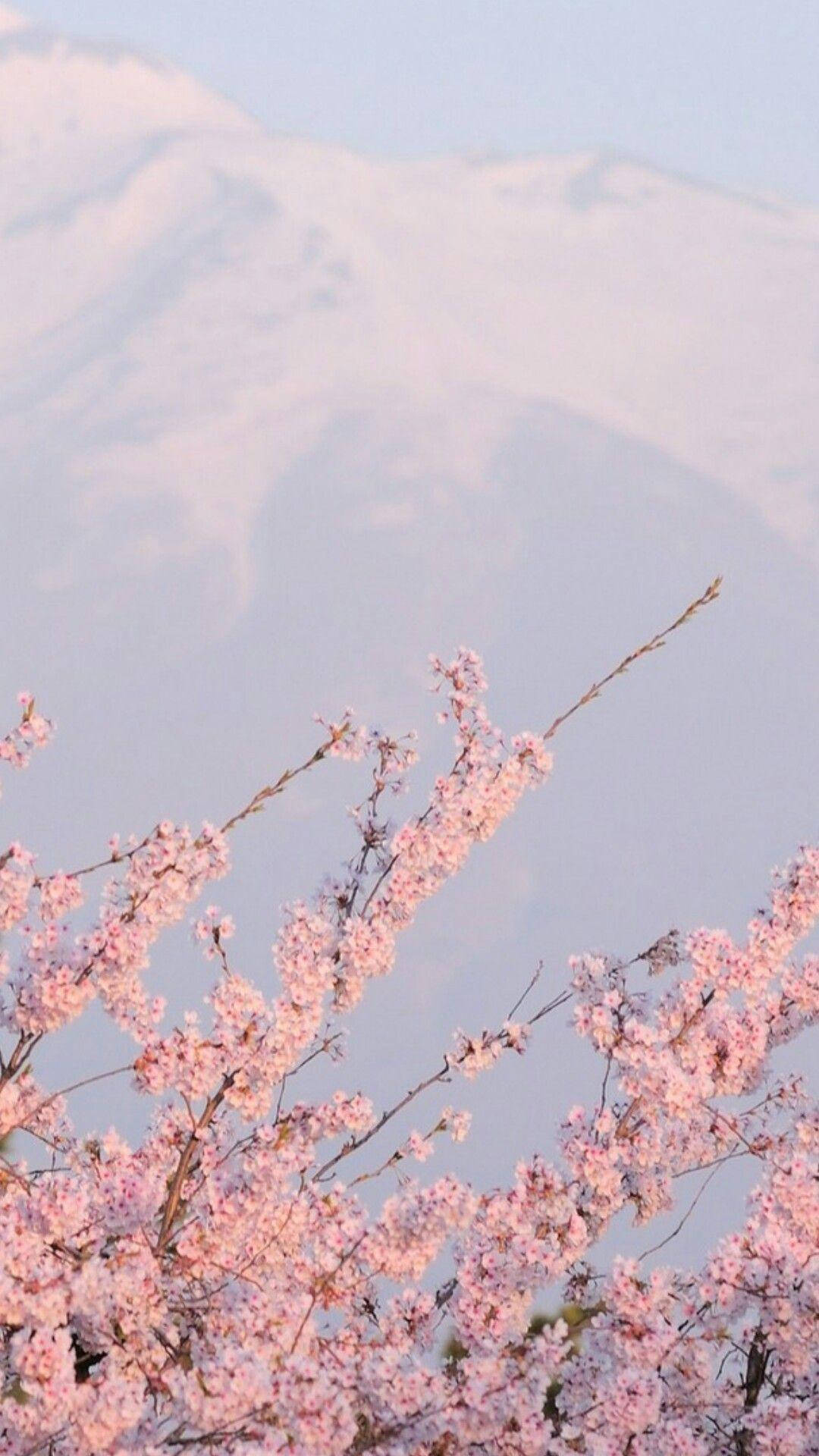 美學 Tumblr 桌布 壁紙 — 粉紅色的櫻花在前景盛開，背景中一座積雪的山峰在蒼白的天空下柔和地升起。