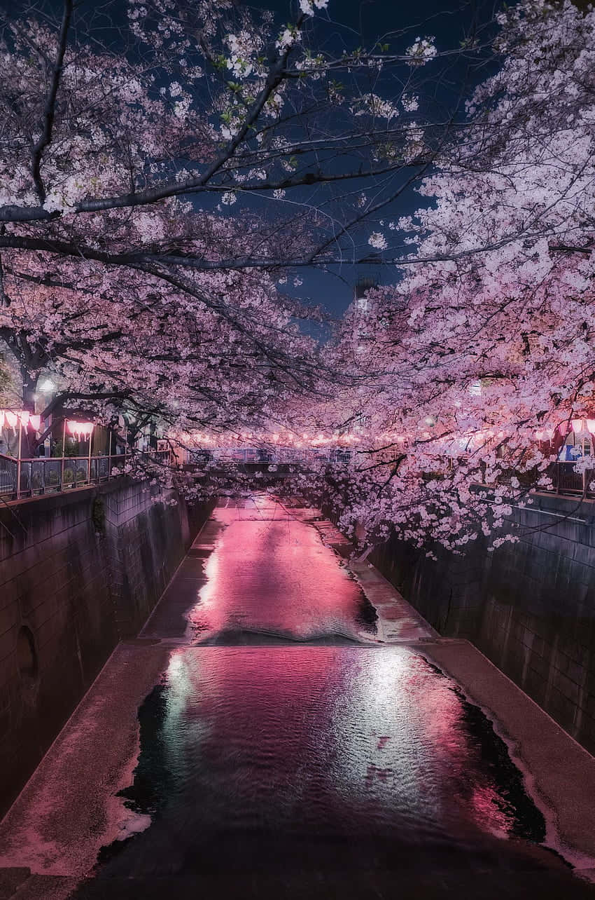 Night Cherry Blossom 桌布 壁紙 — 粉紅色的櫻花在夜間拱形覆蓋在運河上，在水面上反射出溫暖的粉紅燈光。