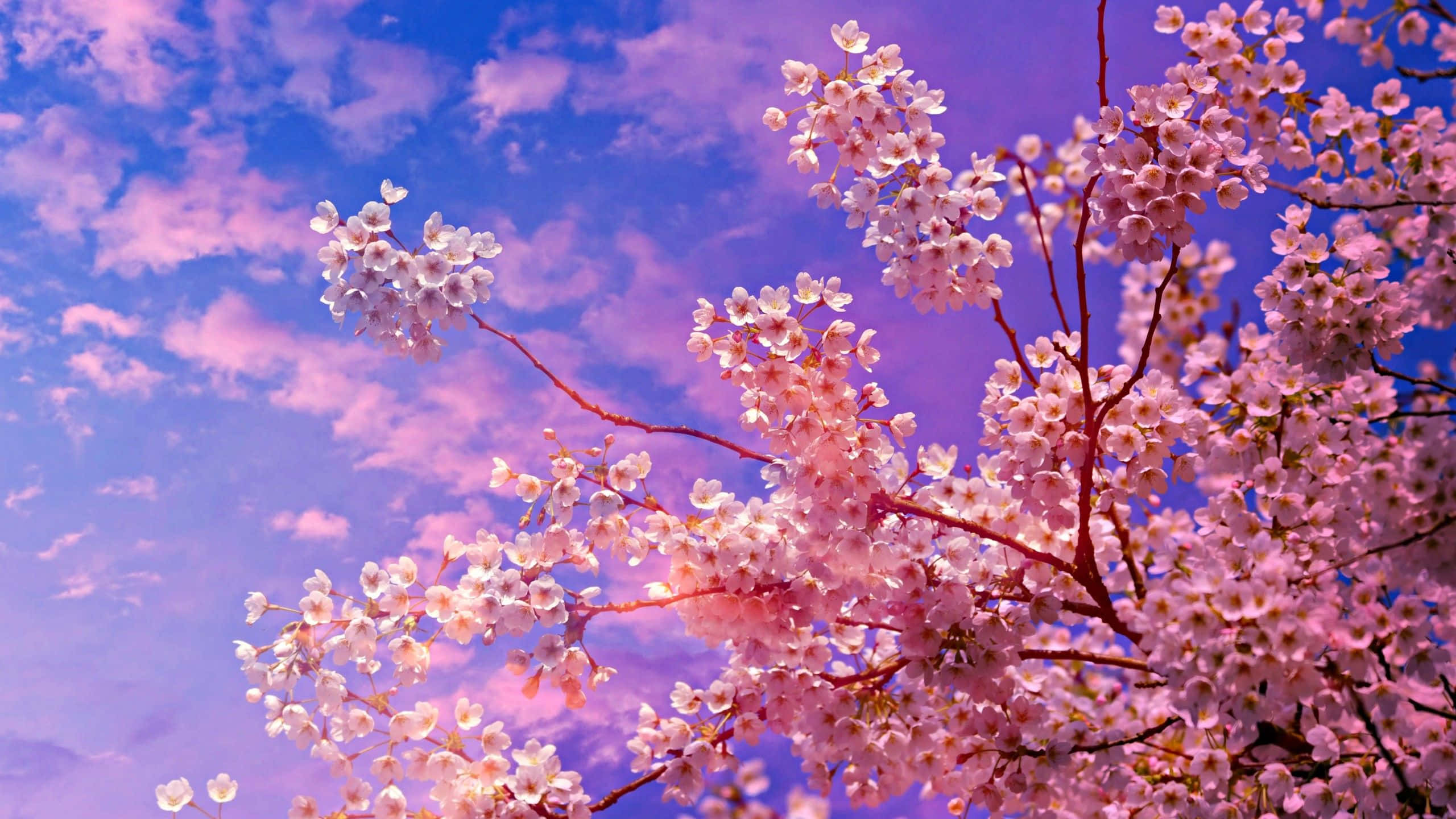 Sakura Blossom 桌布 壁紙 — 粉紅色的櫻花在夢幻般的紫色和藍色暮色天空中綻放，伴隨著柔軟的雲朵。