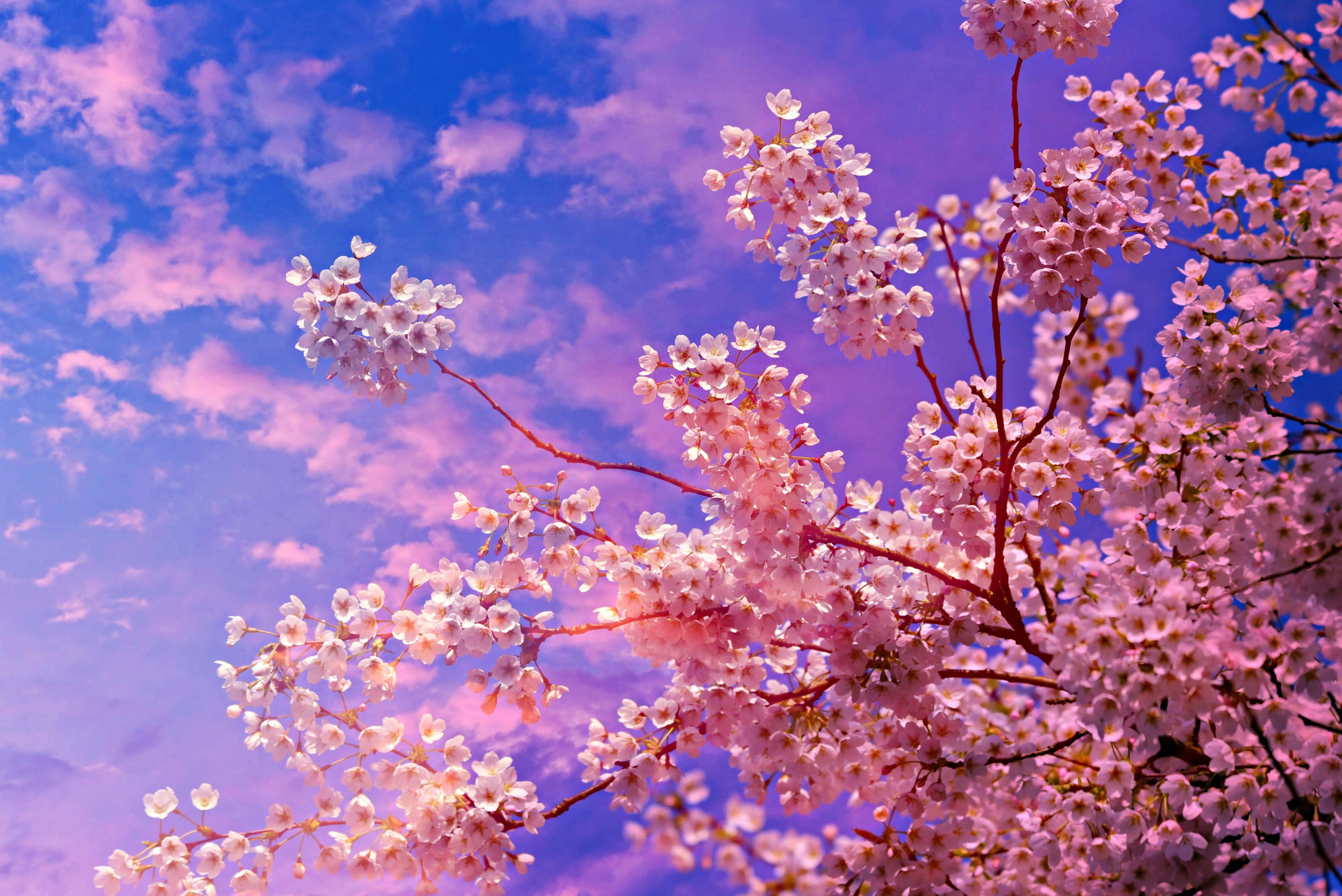 Sakura 桌布 壁紙 — 粉紅色的櫻花在夢幻般的紫色和藍色天空下盛開，伴隨著柔軟的雲朵。