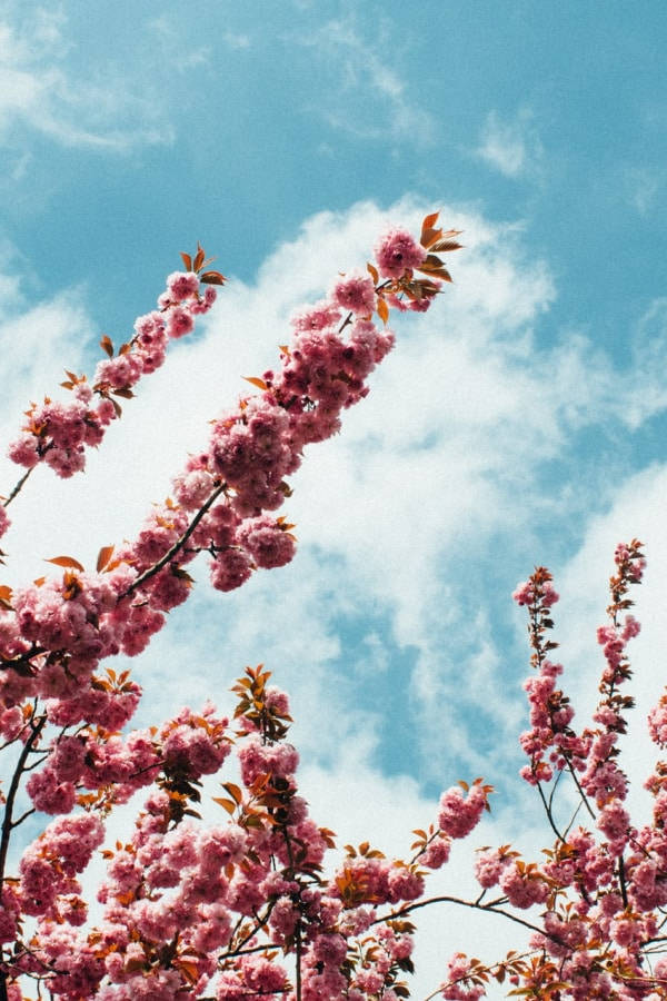 Clouds Aesthetics 桌布 壁紙 — 粉紅色的櫻花在明亮的藍天和蓬鬆的白雲下盛開。