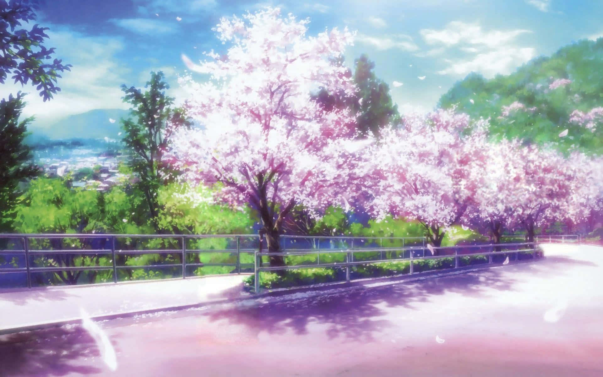 Cherry Blossoms Anime Scenery 桌布 壁紙 — 粉紅色的櫻花在明亮的藍天白雲下，沿著蜿蜒的小徑盛開。