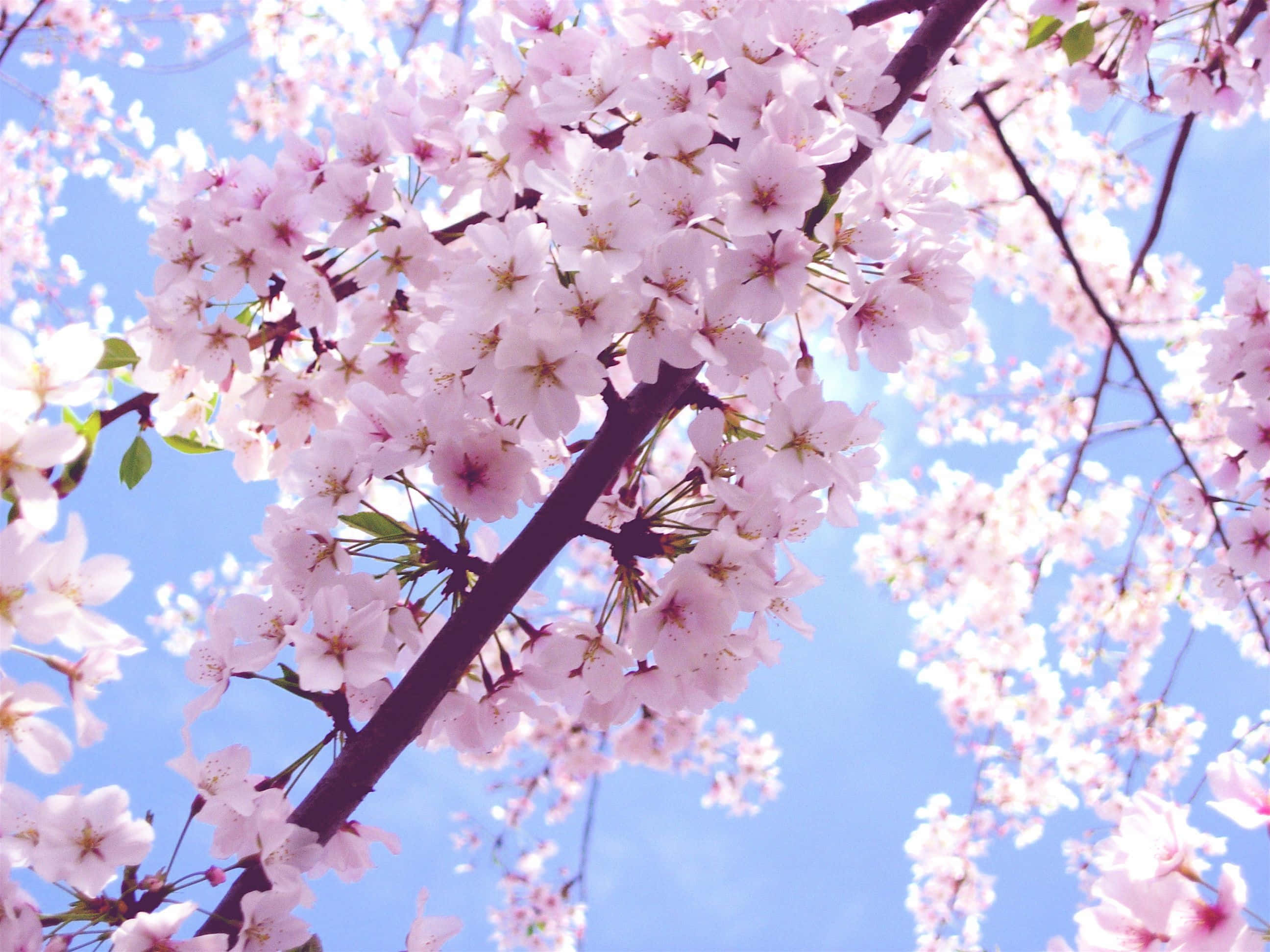 Cherry Blossom Tree 桌布 壁紙 — 粉紅色的櫻花在明亮的陽光下，在清澈的藍天襯托下，密集地盛開在樹枝上。