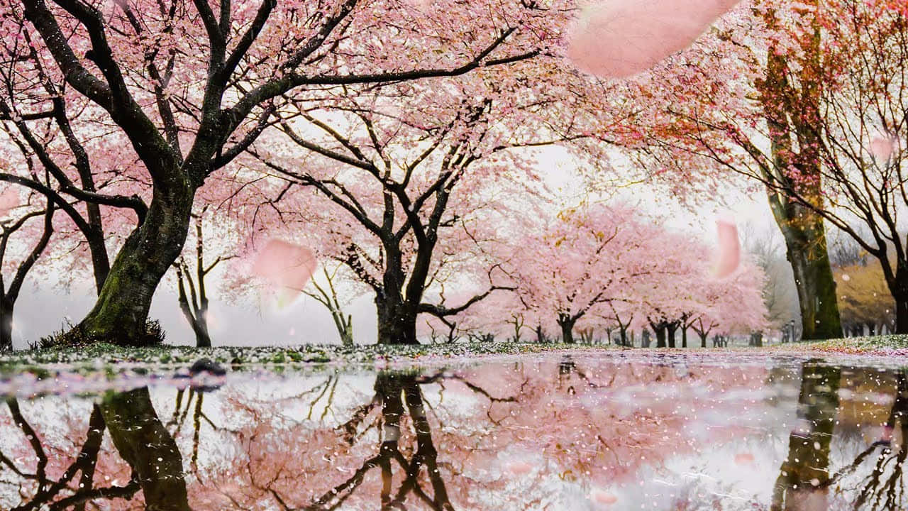 Spring Rain 桌布 壁紙 — 粉紅色的櫻花在昏暗的樹木上盛開，倒映在平靜的池塘中，沐浴在柔和的白日光線下。