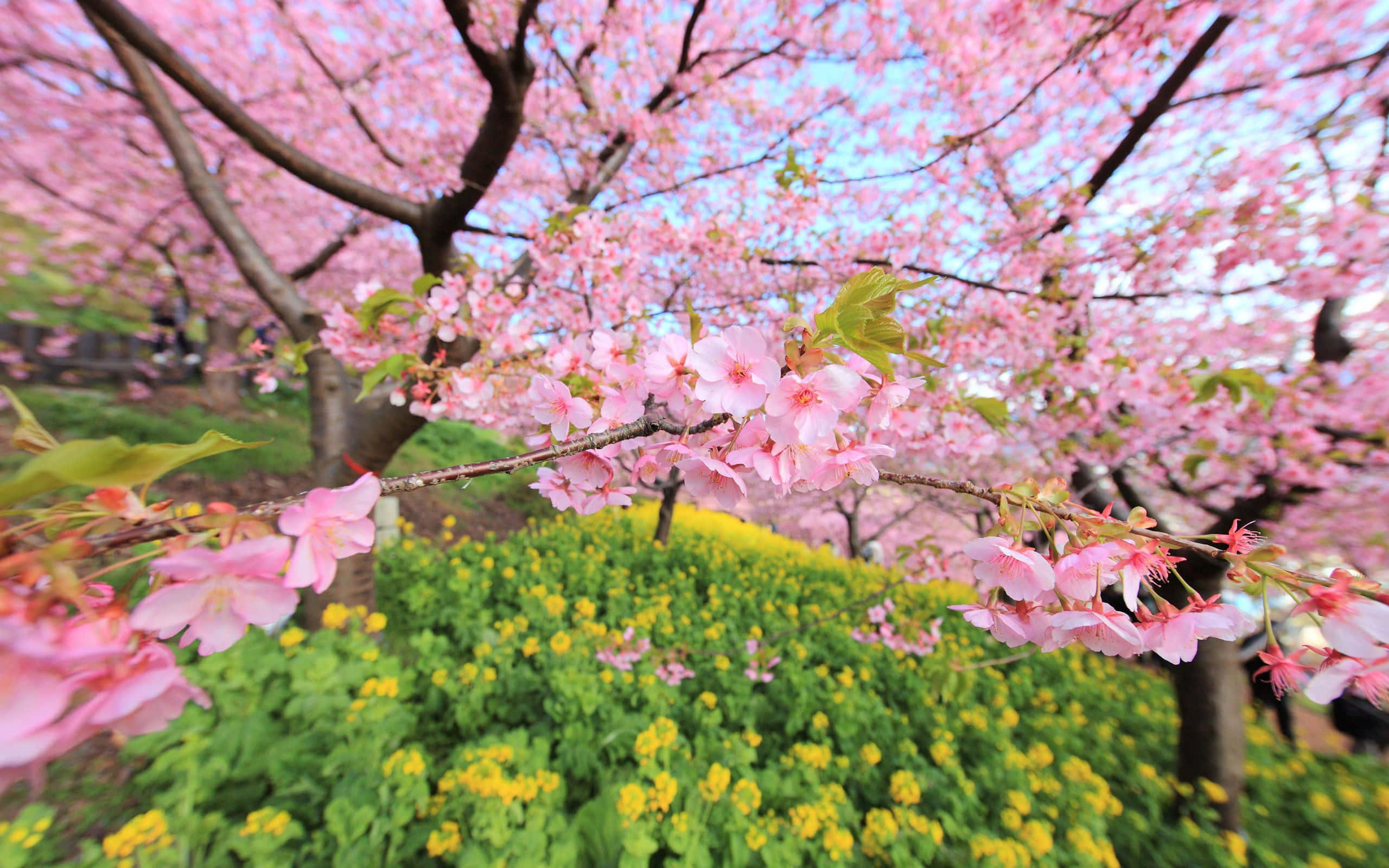 Cherry Blossom Tree 桌布 壁紙 — 粉紅色的櫻花在晴朗的藍天下，密集地盛開在樹枝上，下方是一片鮮豔的黃色花田。