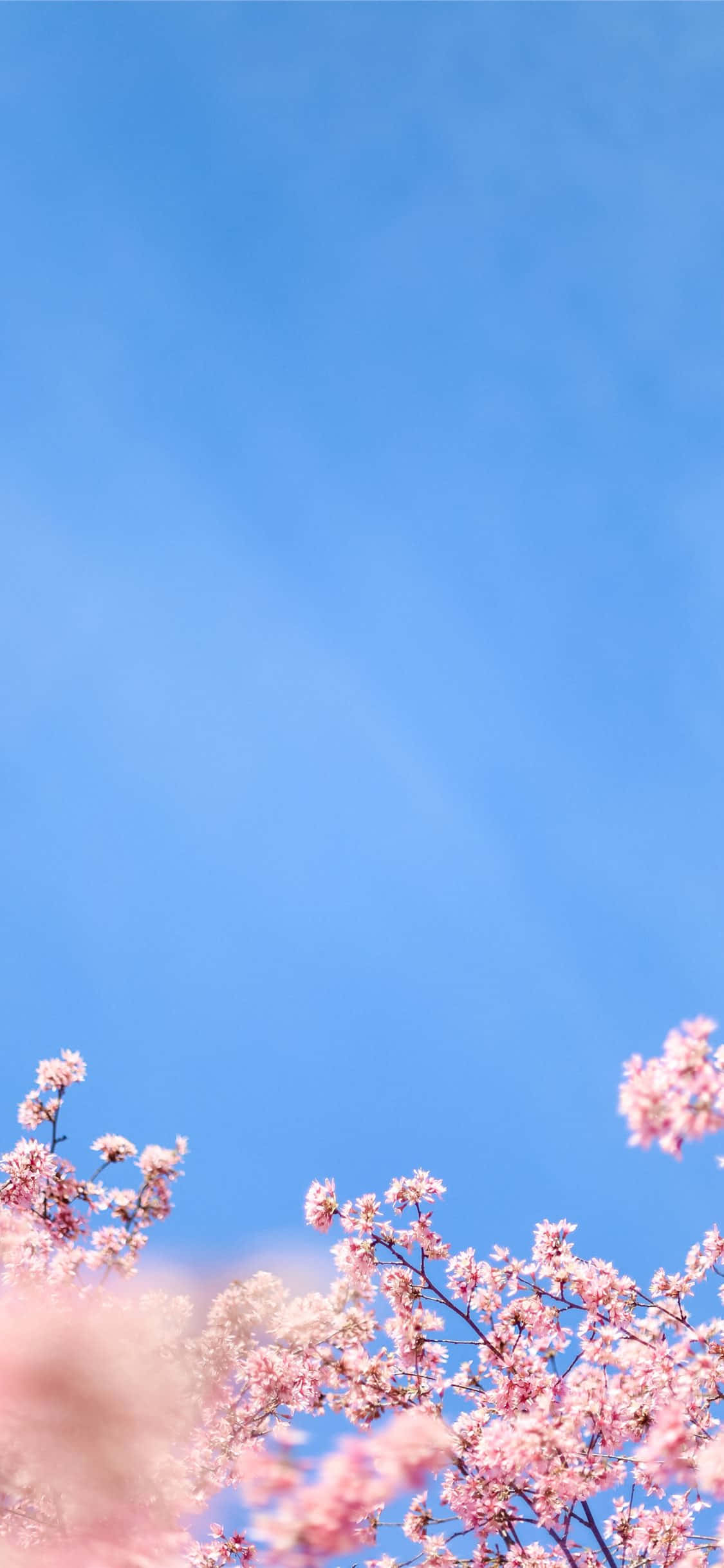 Blue Sky 桌布 壁紙 — 粉紅色的櫻花在晴朗的藍天下盛開，呈現寧靜的春日景象。