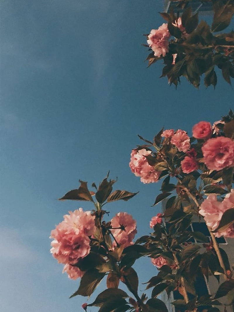 Retro Aesthetic 桌布 壁紙 — 粉紅色的櫻花在晴朗的藍天下盛開，柔和自然光線中。